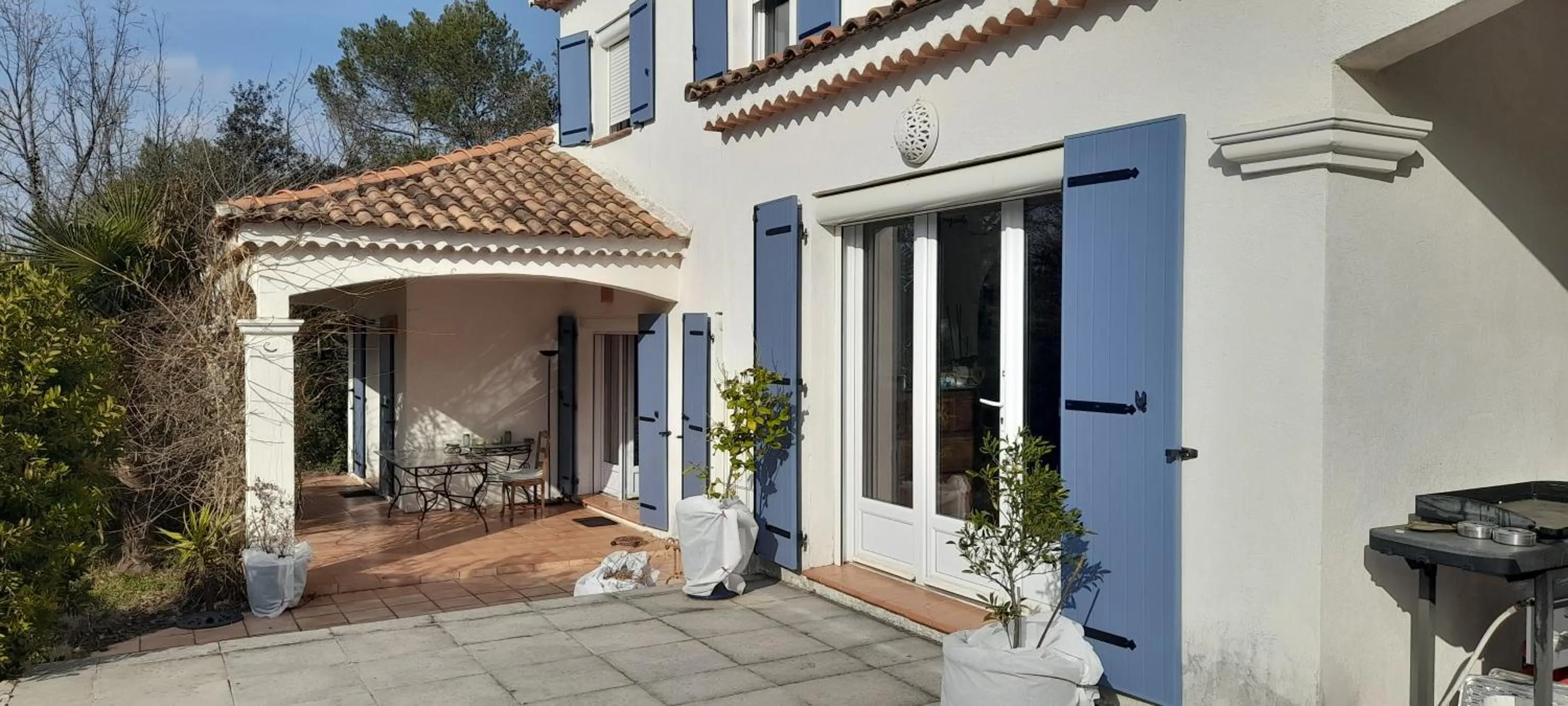 frederique lavande bleue