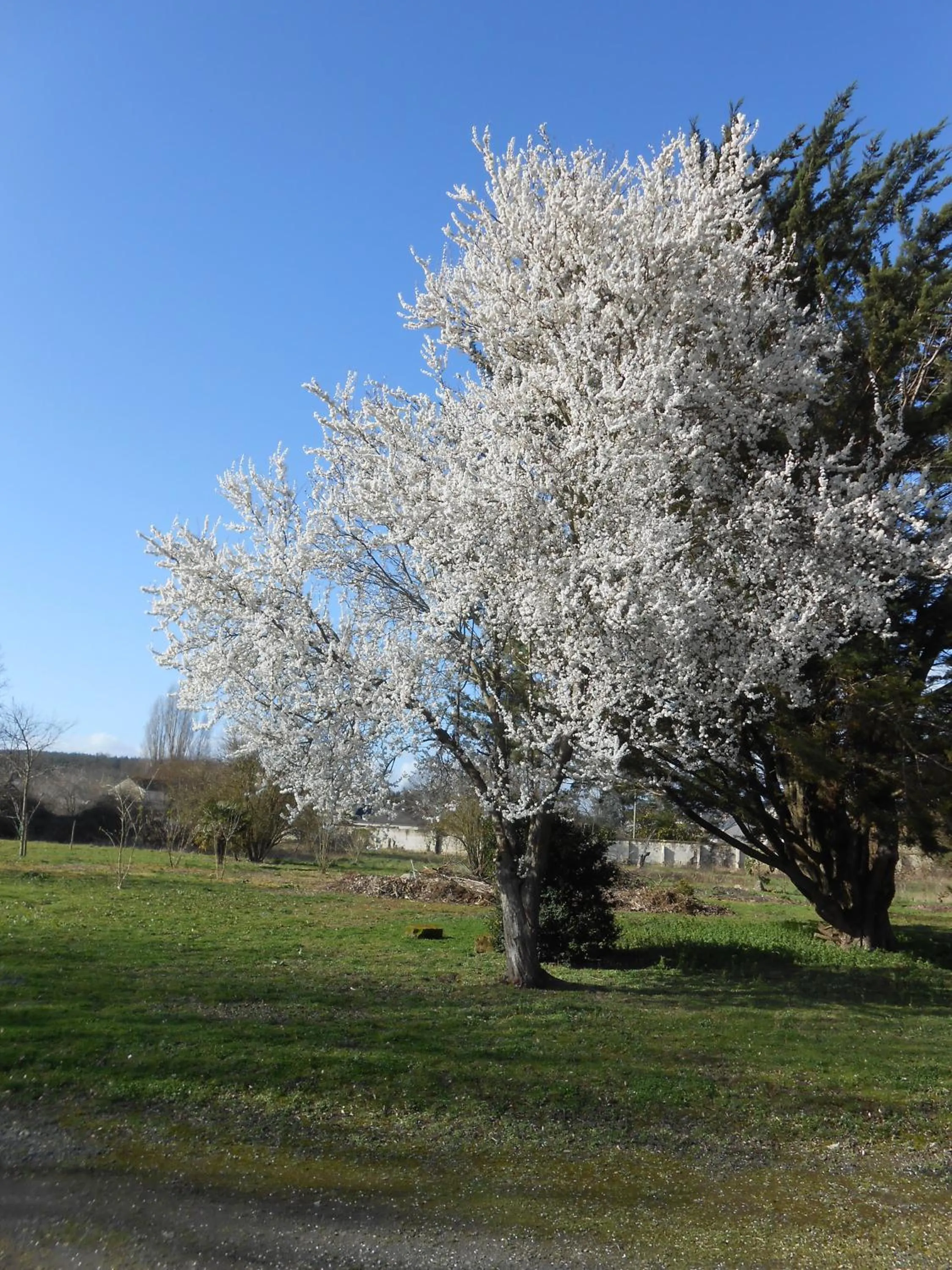 Garden in Clos du Bois Brard B&B