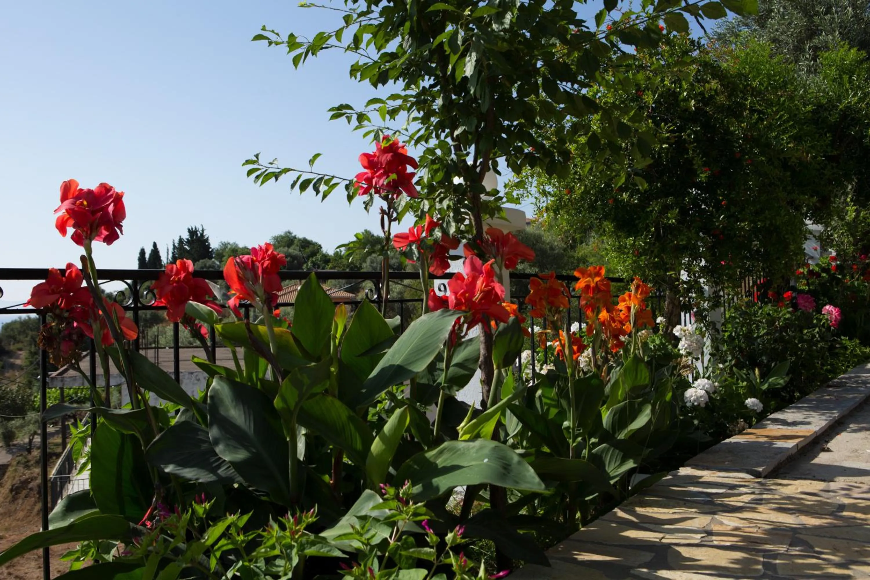 Garden in Jimmy's House