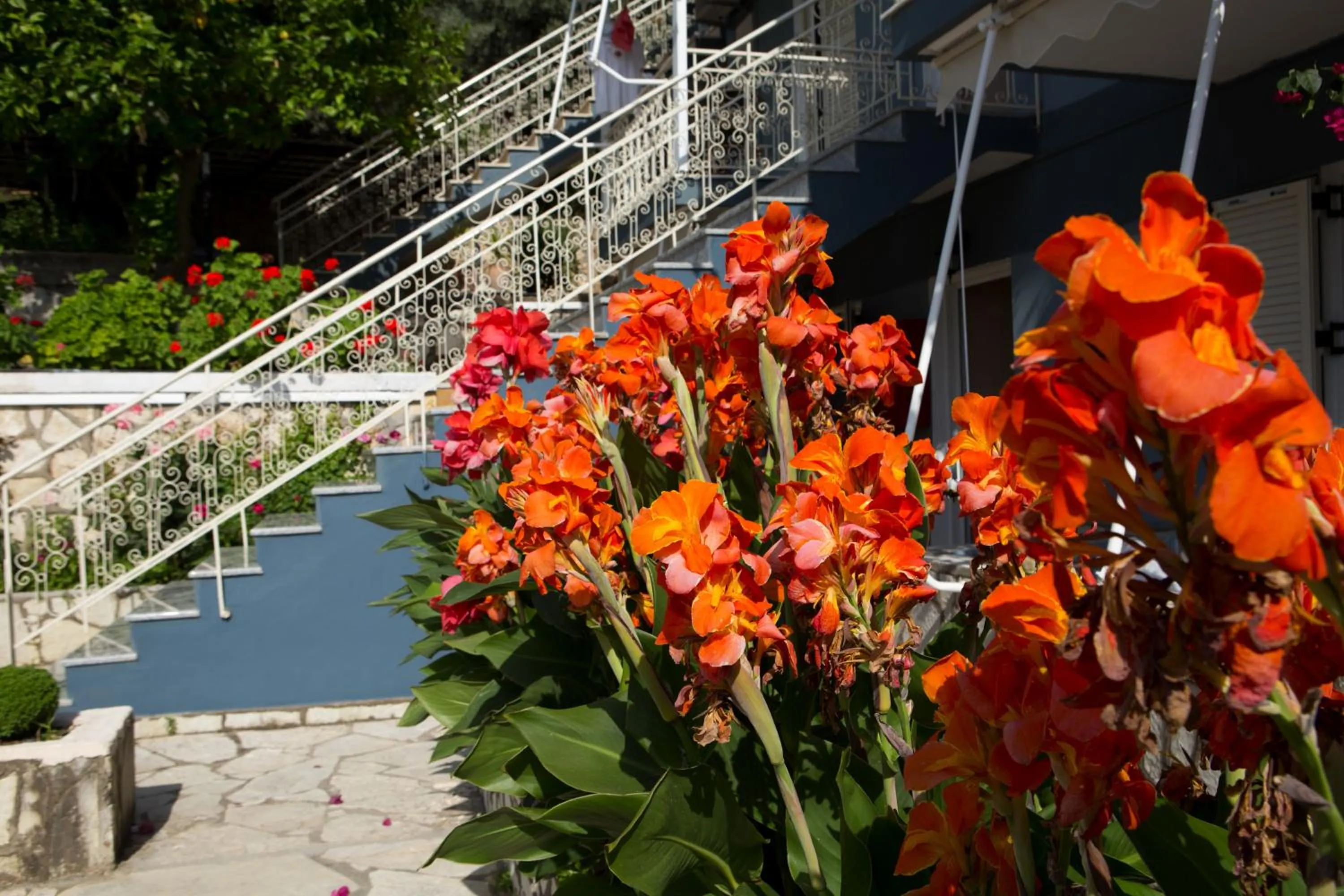 Garden in Jimmy's House
