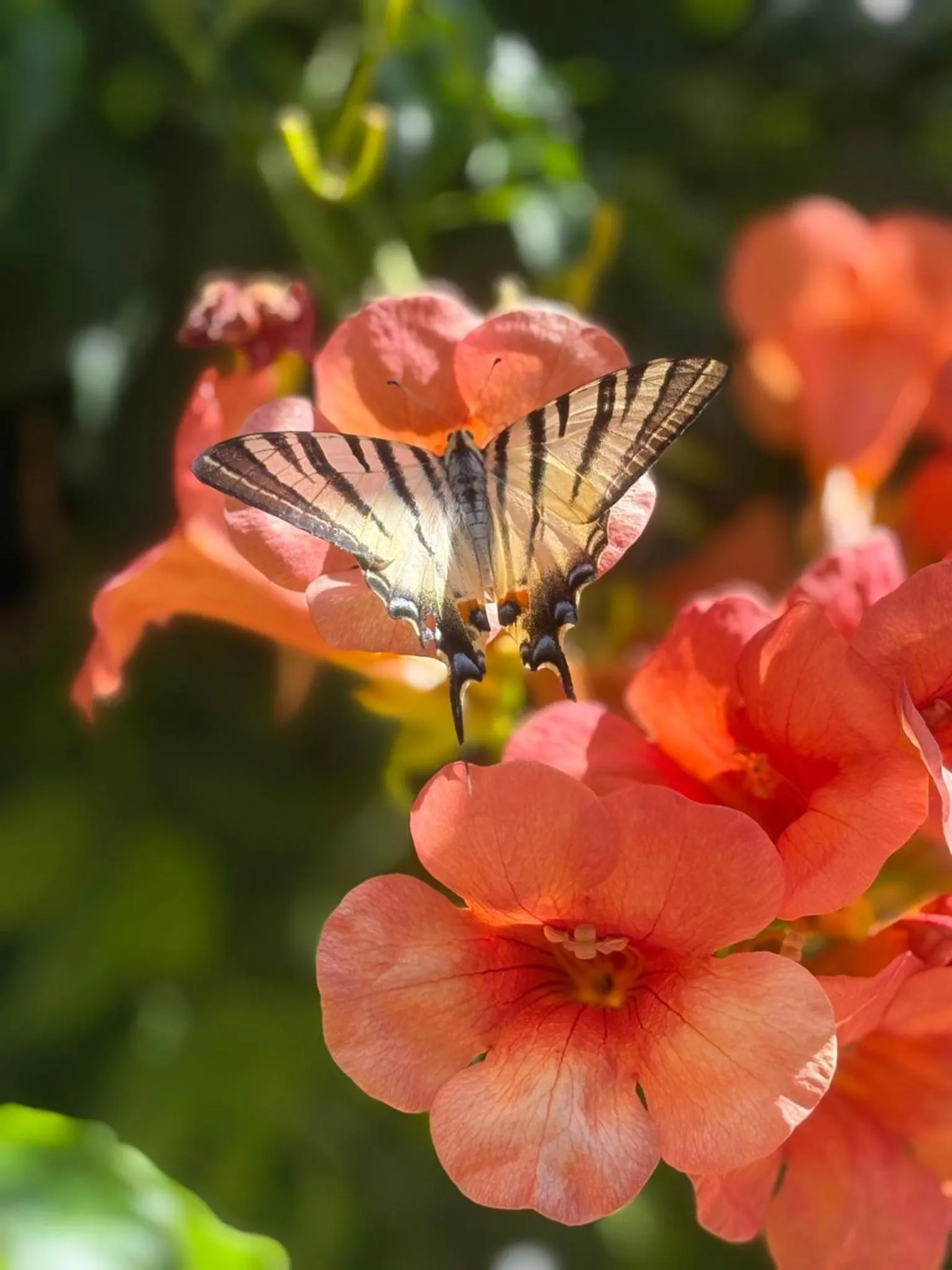Ricordi Siciliani - Charme Rooms