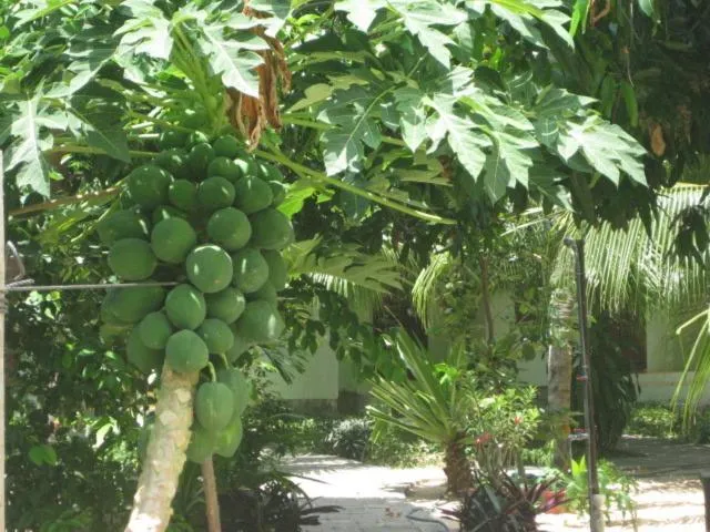 Garden in Cocosand Hotel