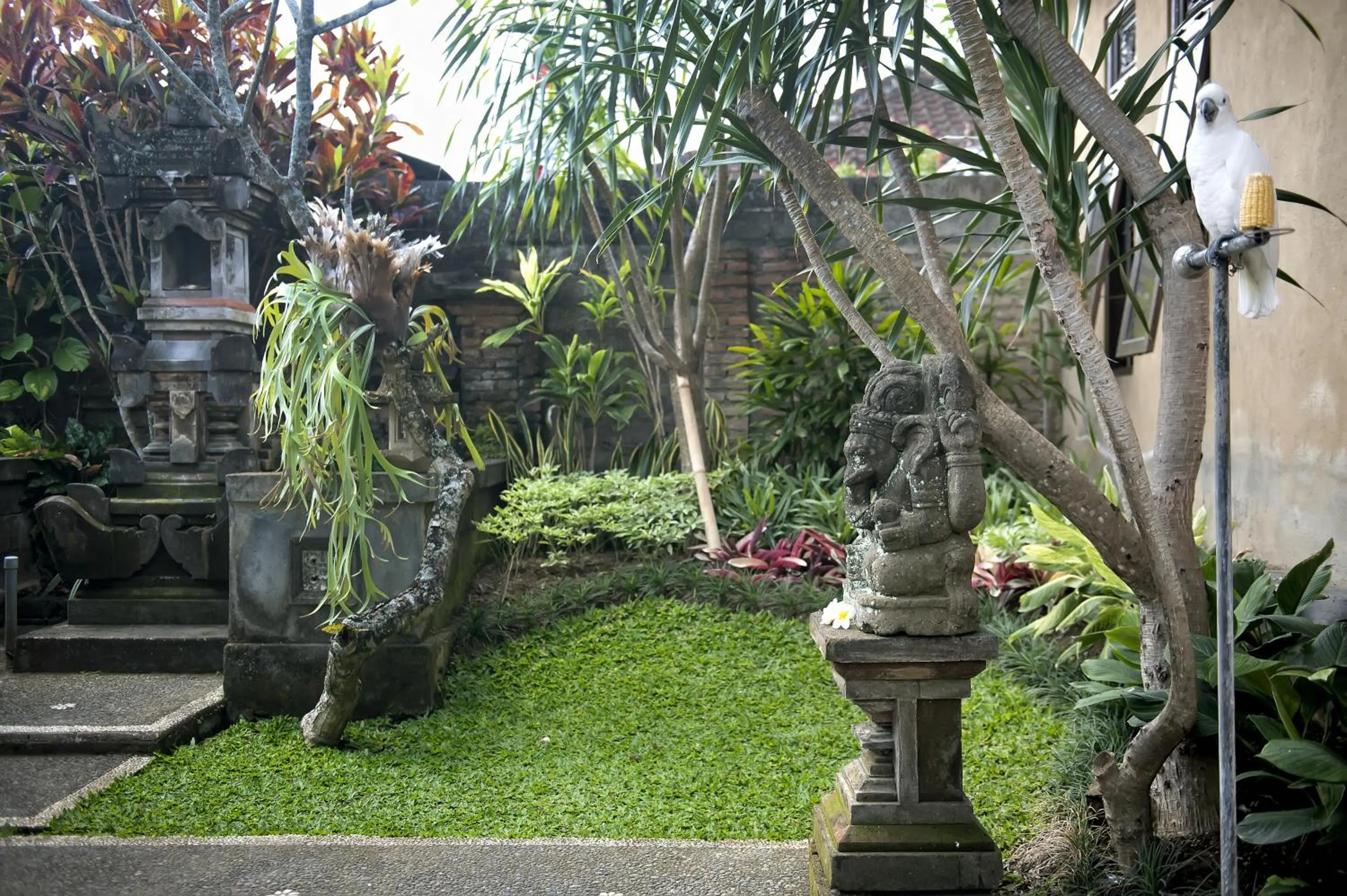 Garden in Teja Home Stay
