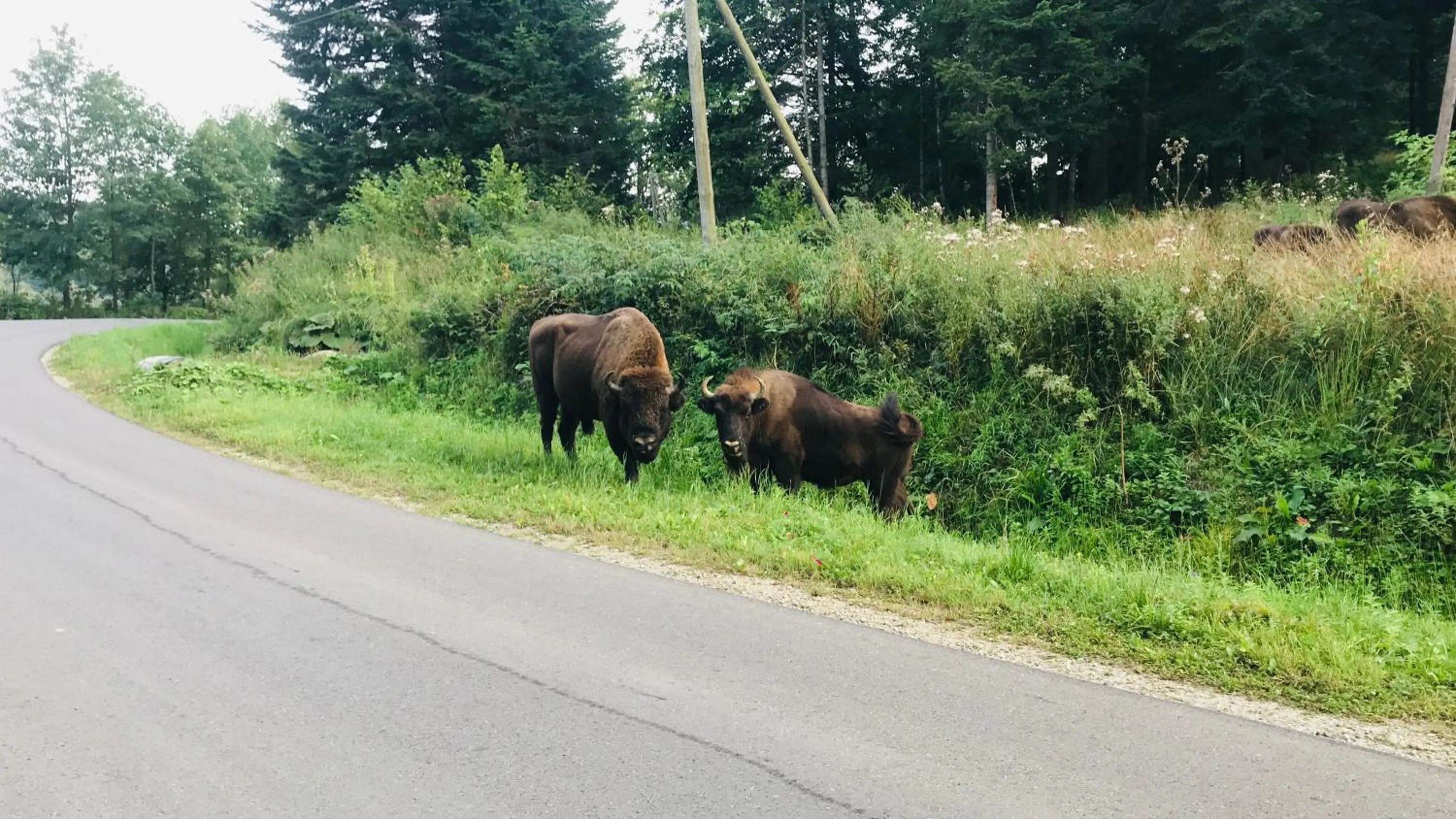 Nearby landmark in Pod Gromadzyniem Resort