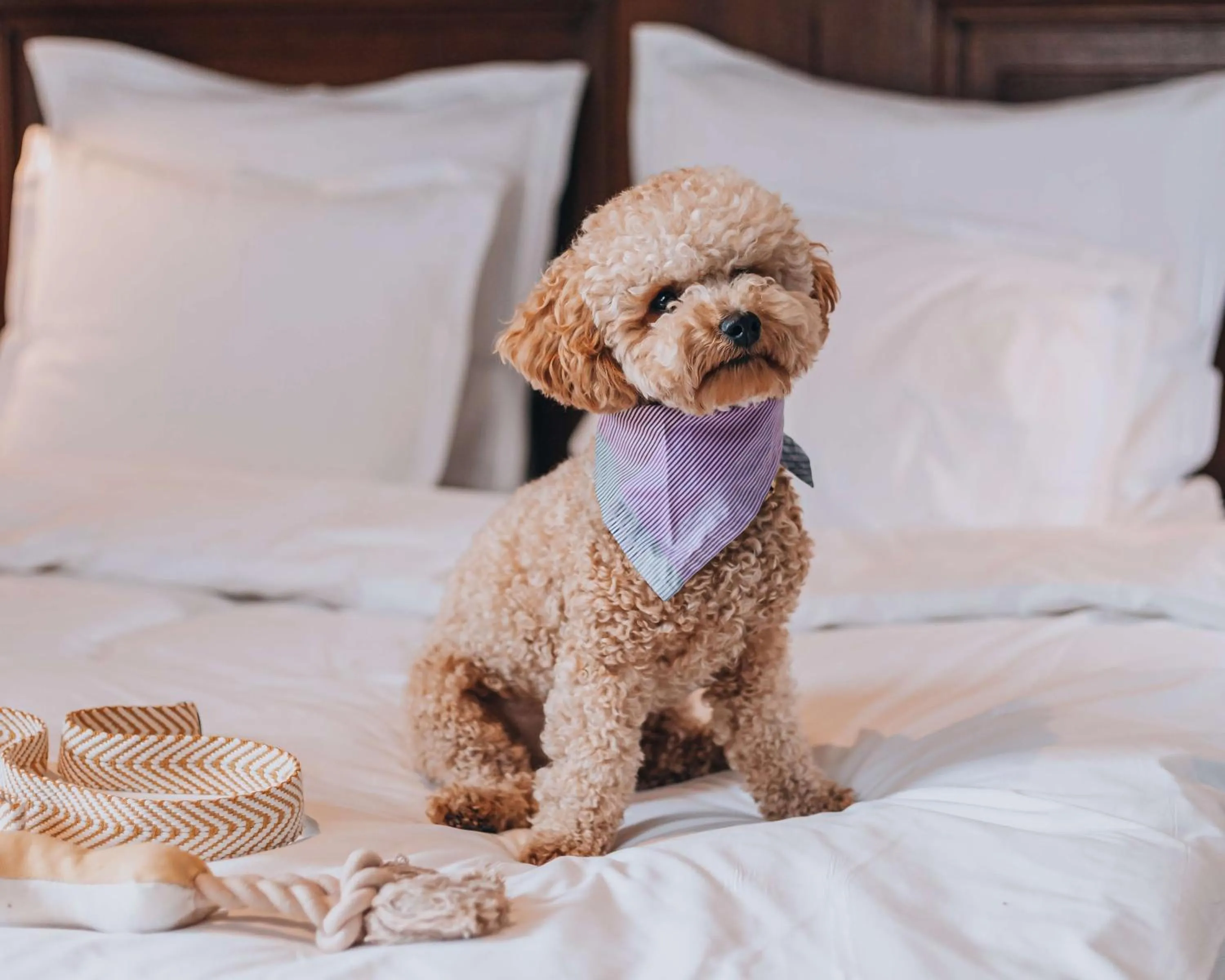 Bedroom, Bed in STORY HOTEL STOCKHOLM STUREPLAN, in JdV by Hyatt