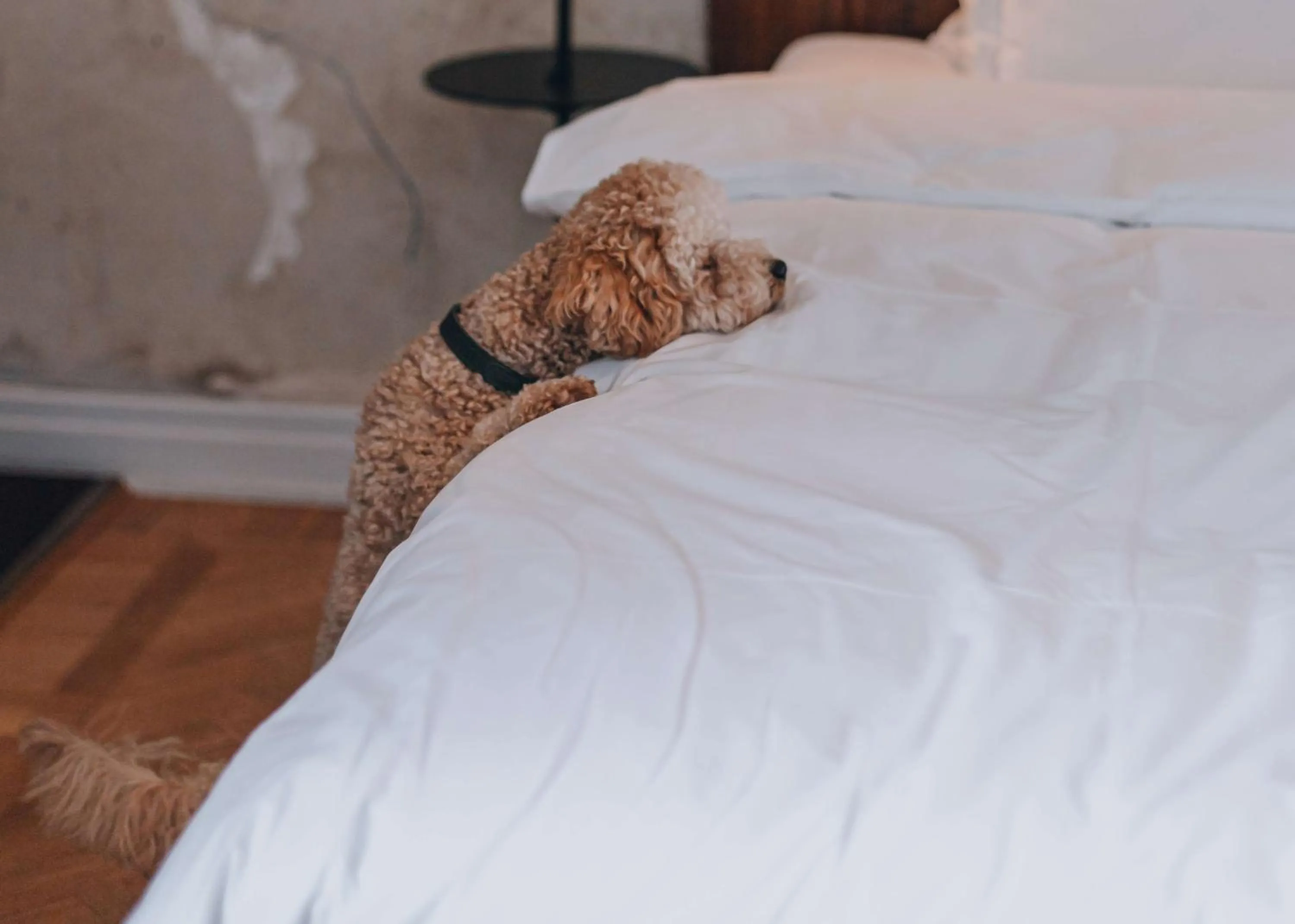 Bedroom, Bed in STORY HOTEL STOCKHOLM STUREPLAN, in JdV by Hyatt