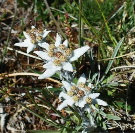 Garden in Hotel Garnì Salvanel