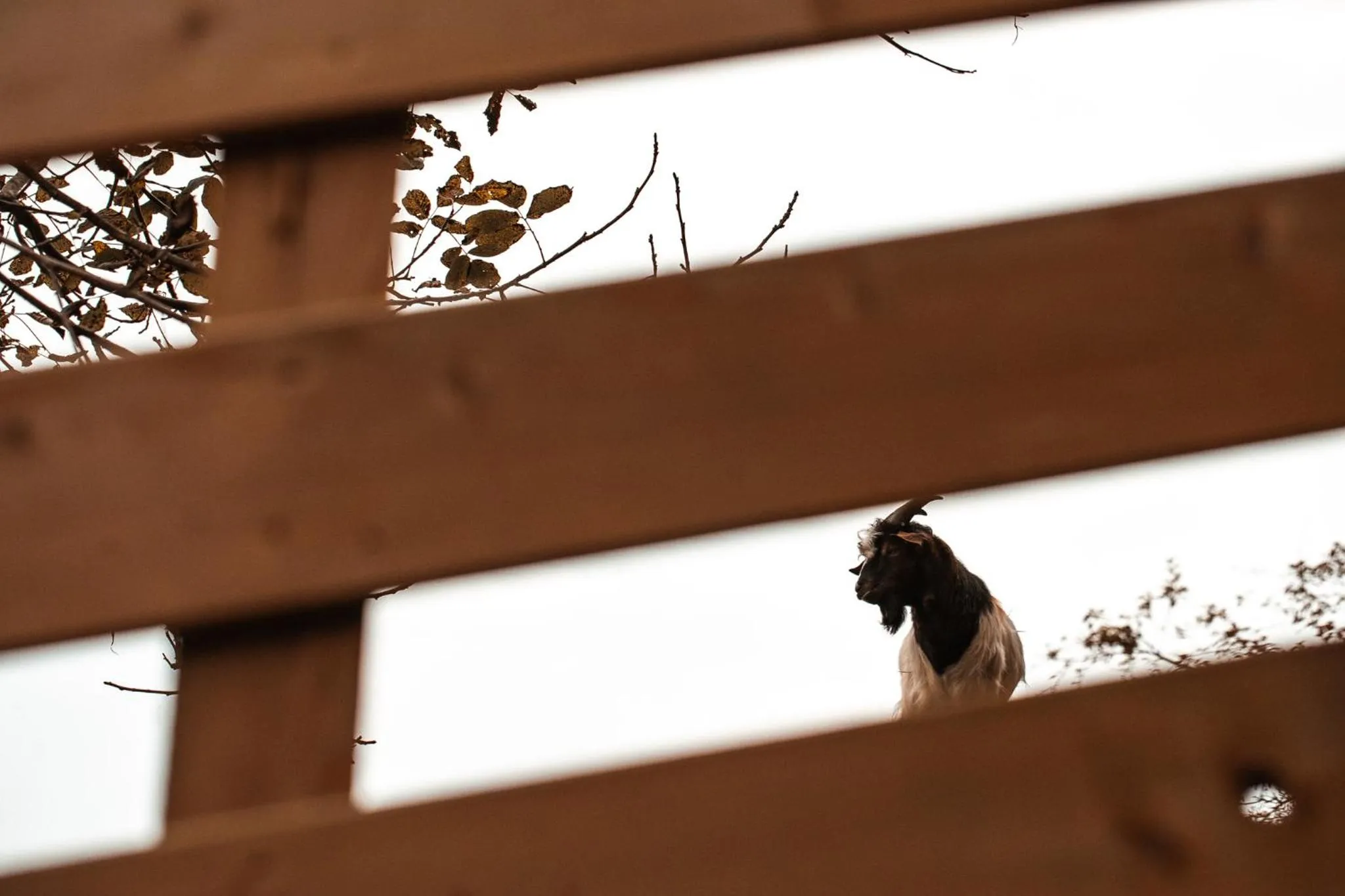 Property building in Kozjanski dvor