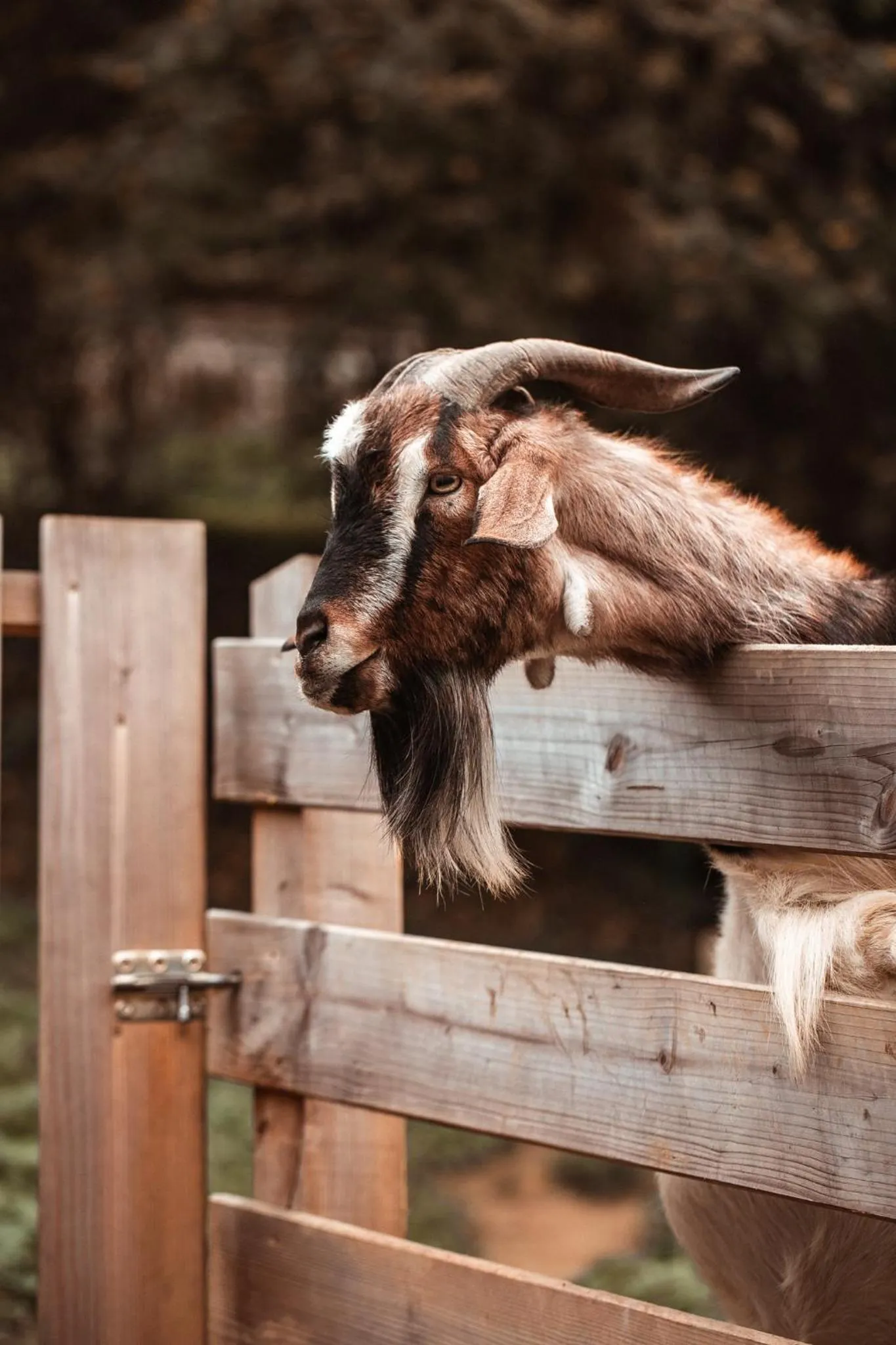 Property building in Kozjanski dvor