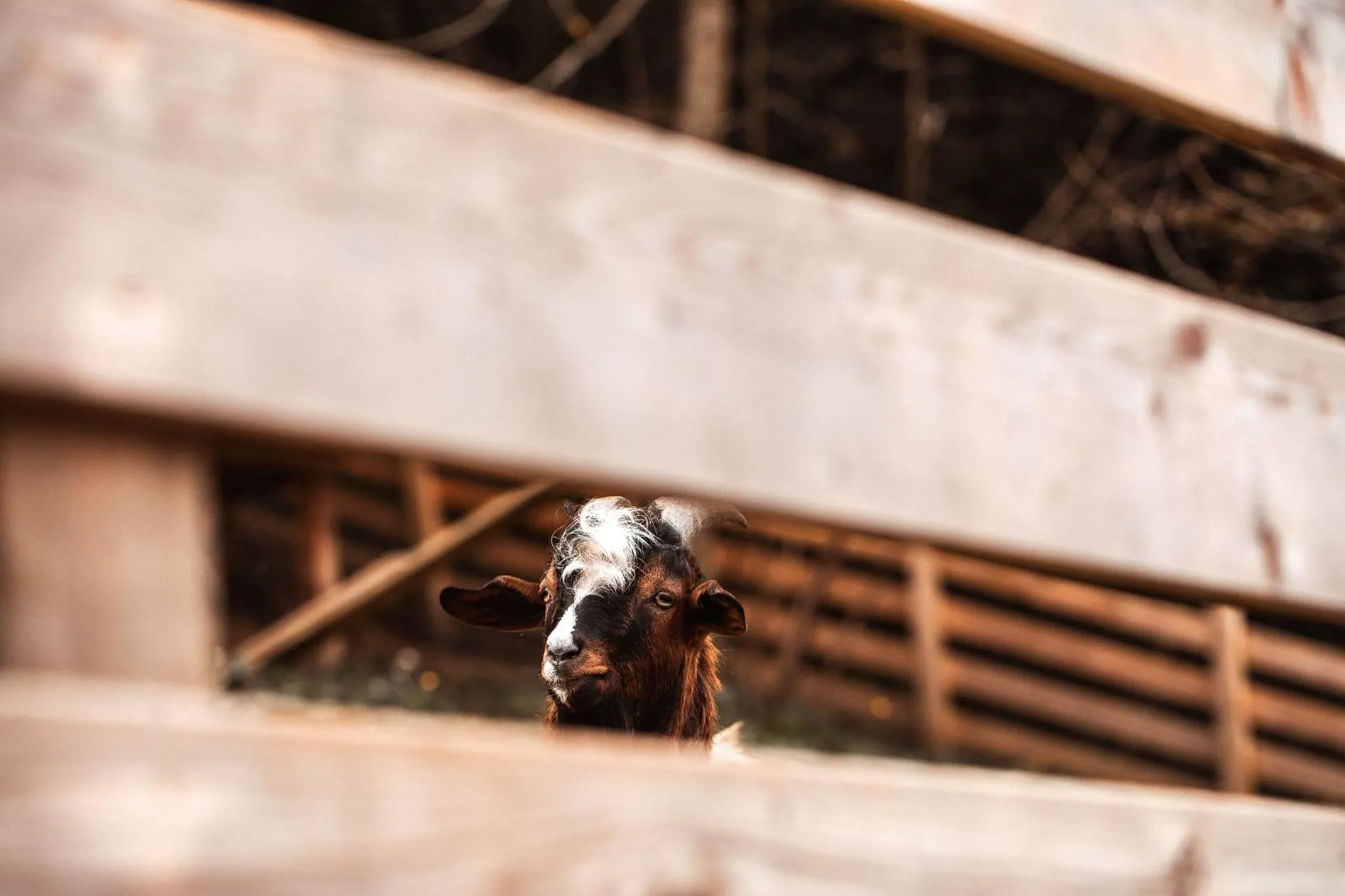 Property building in Kozjanski dvor