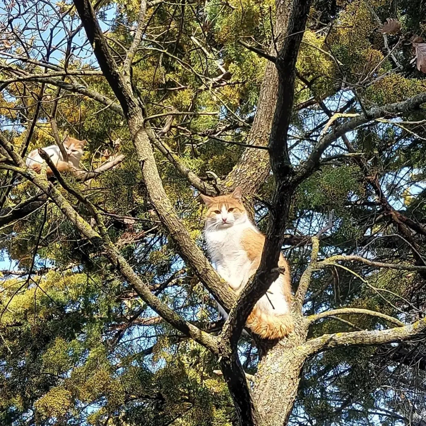 Animals in Chiosi Country Club