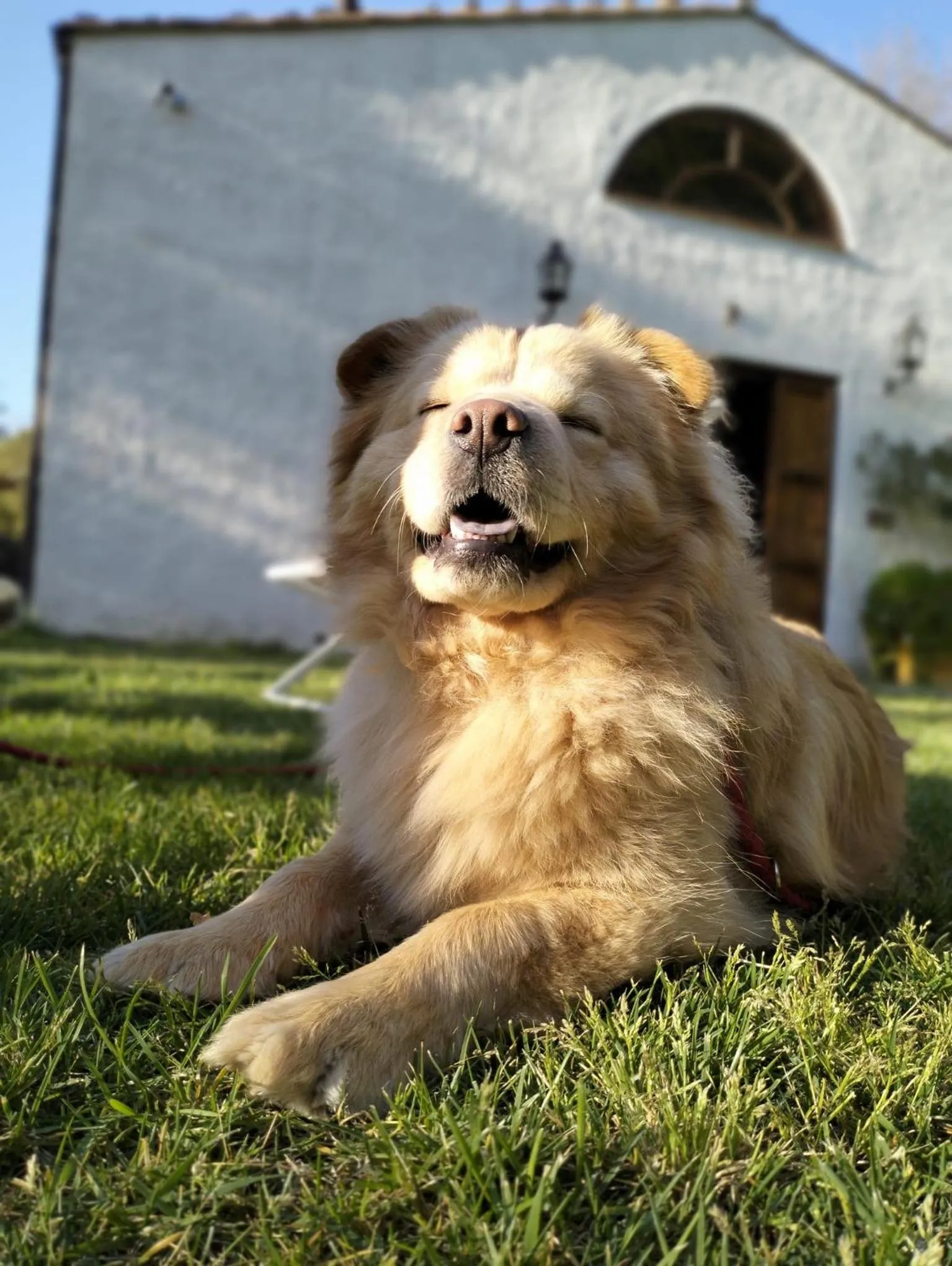 Pets in Chiosi Country Club