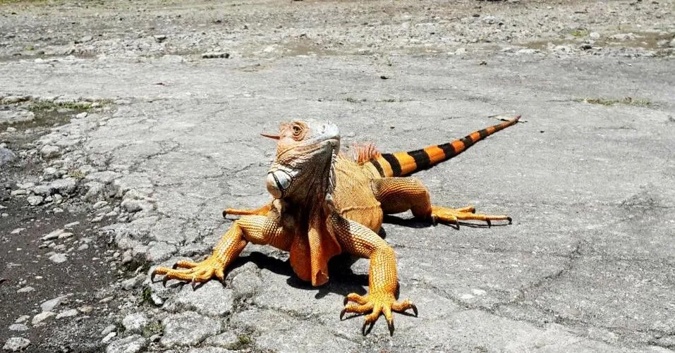 Animals in Hotel Arenal Country Inn