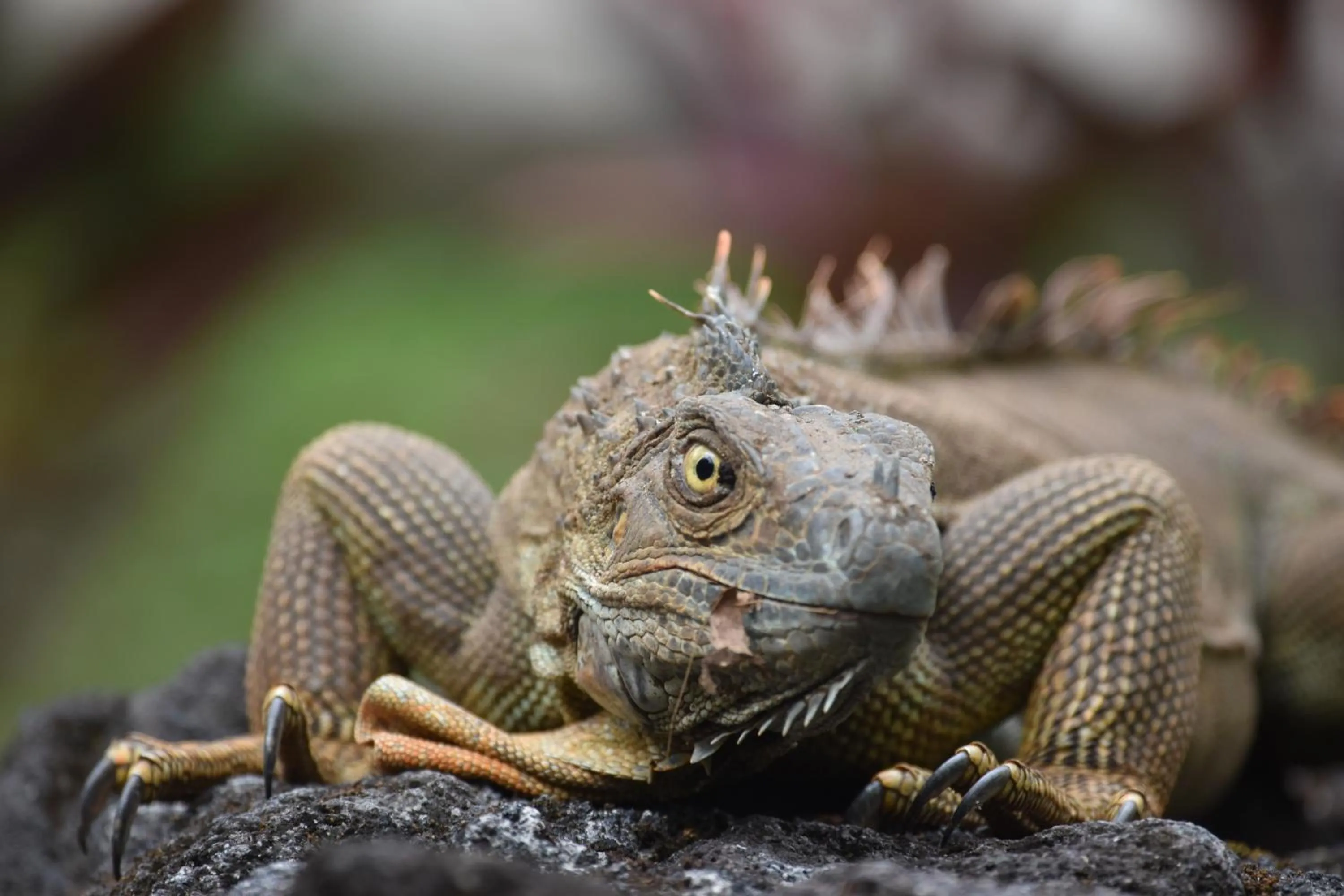 Garden in Hotel Arenal Country Inn
