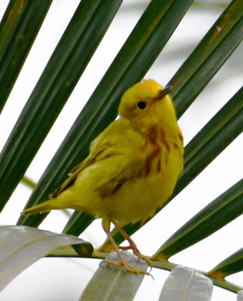 Bird's eye view in Hotel Arenal Country Inn