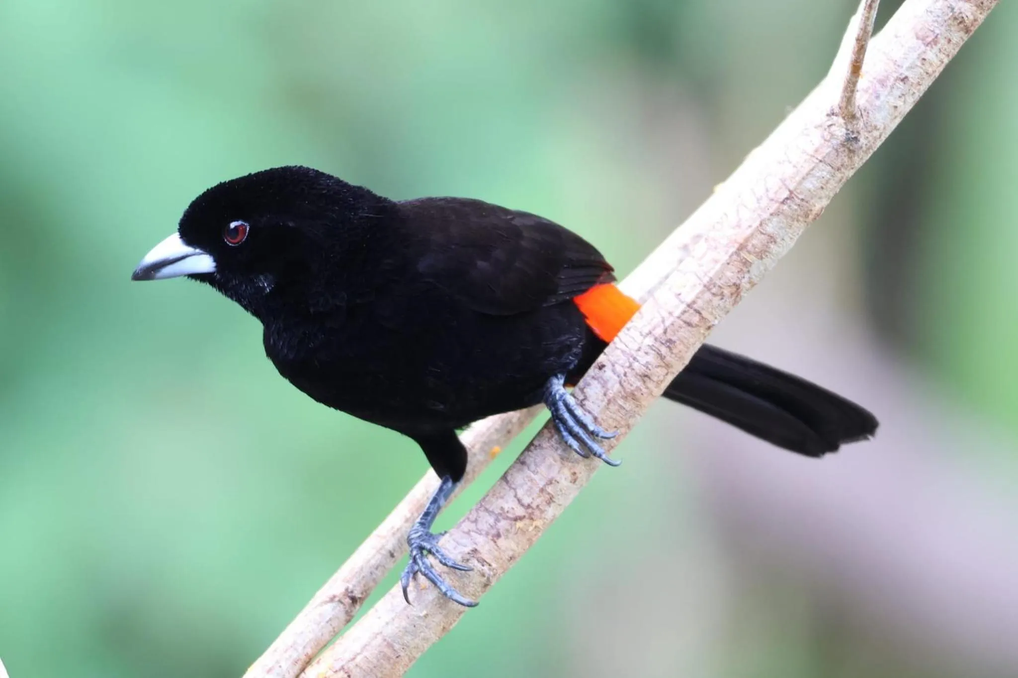 Bird's eye view in Hotel Arenal Country Inn