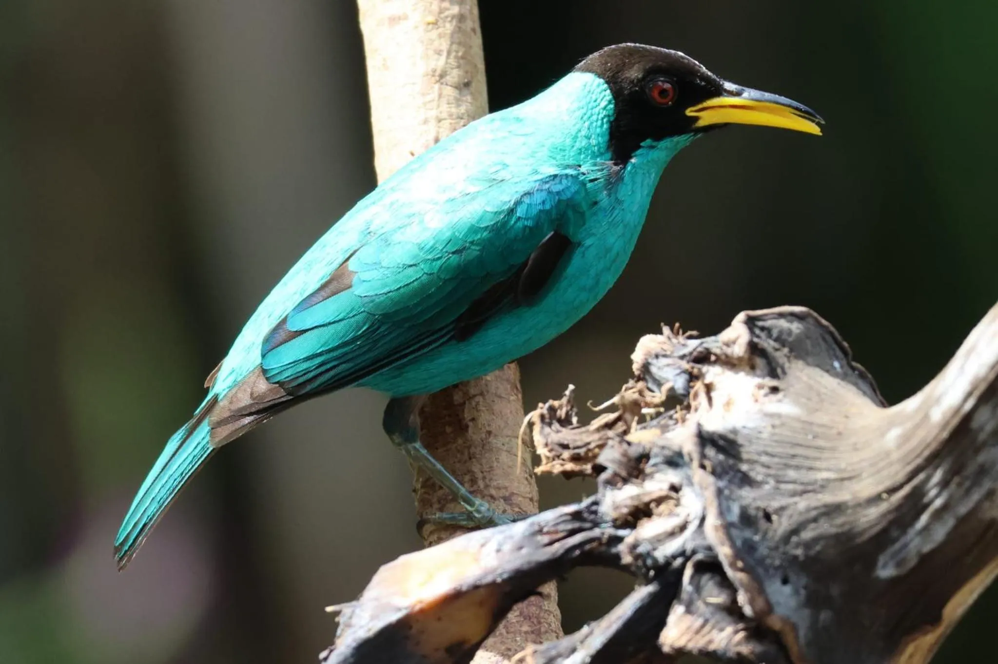 Bird's eye view in Hotel Arenal Country Inn