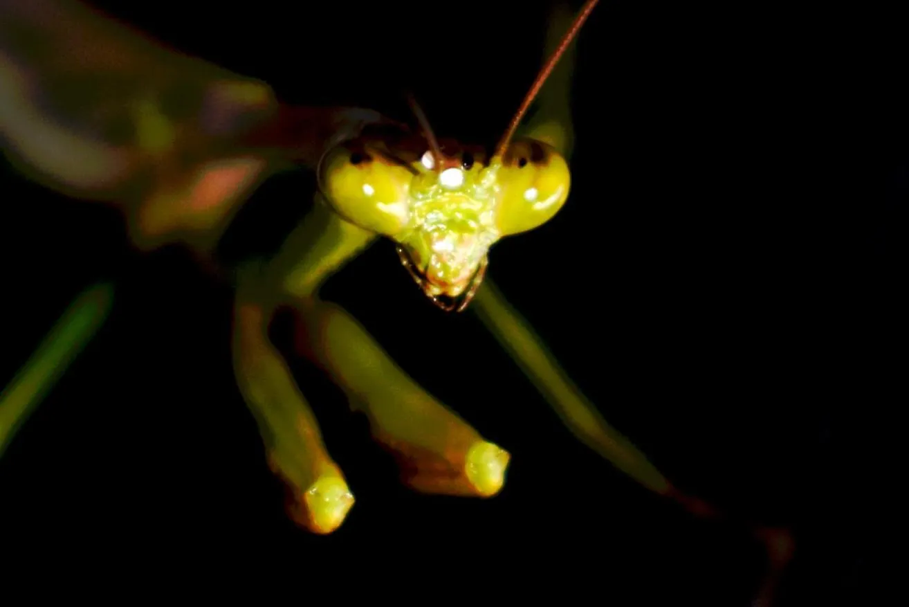 Garden in Hotel Arenal Country Inn