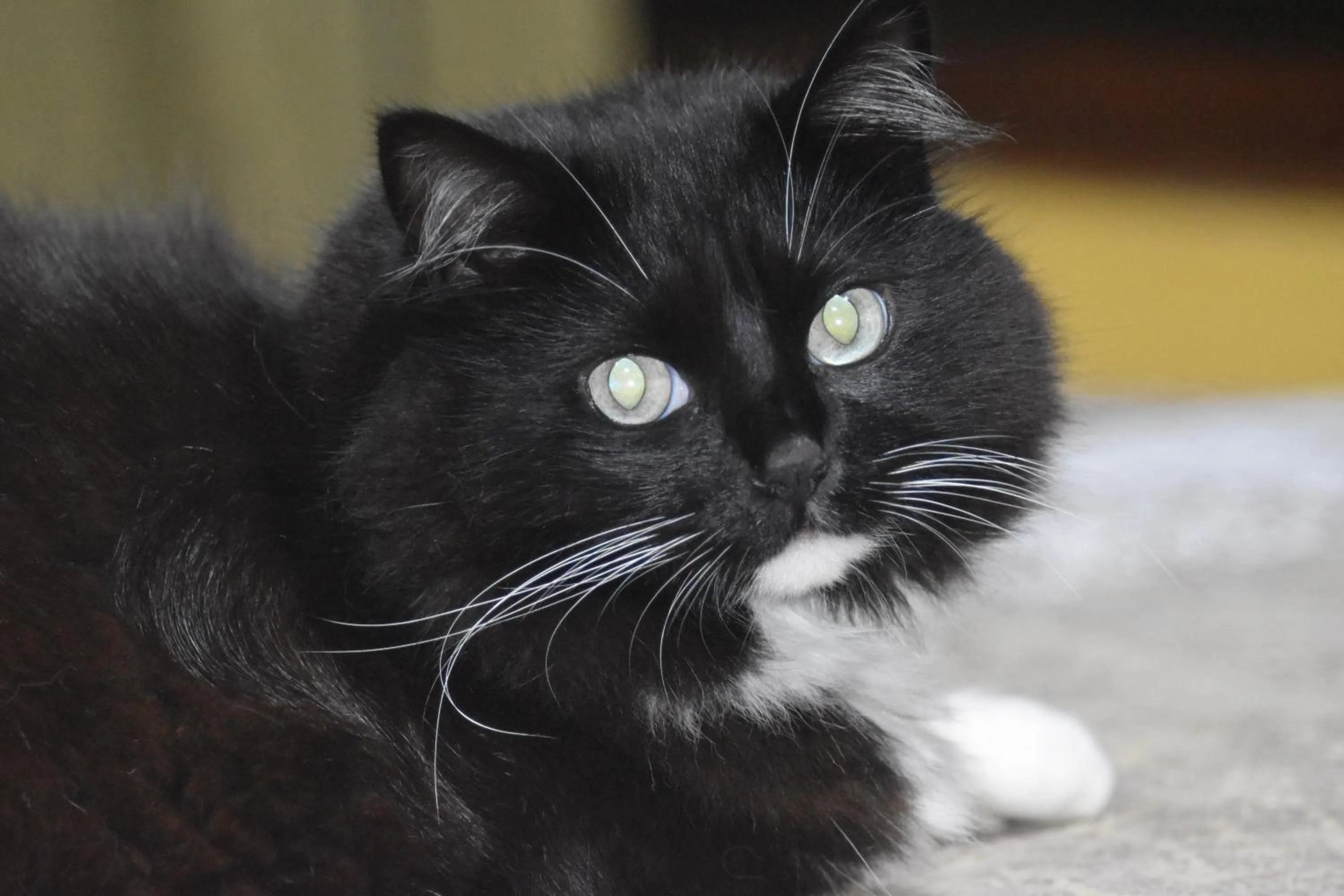 Garden in Hotel Arenal Country Inn