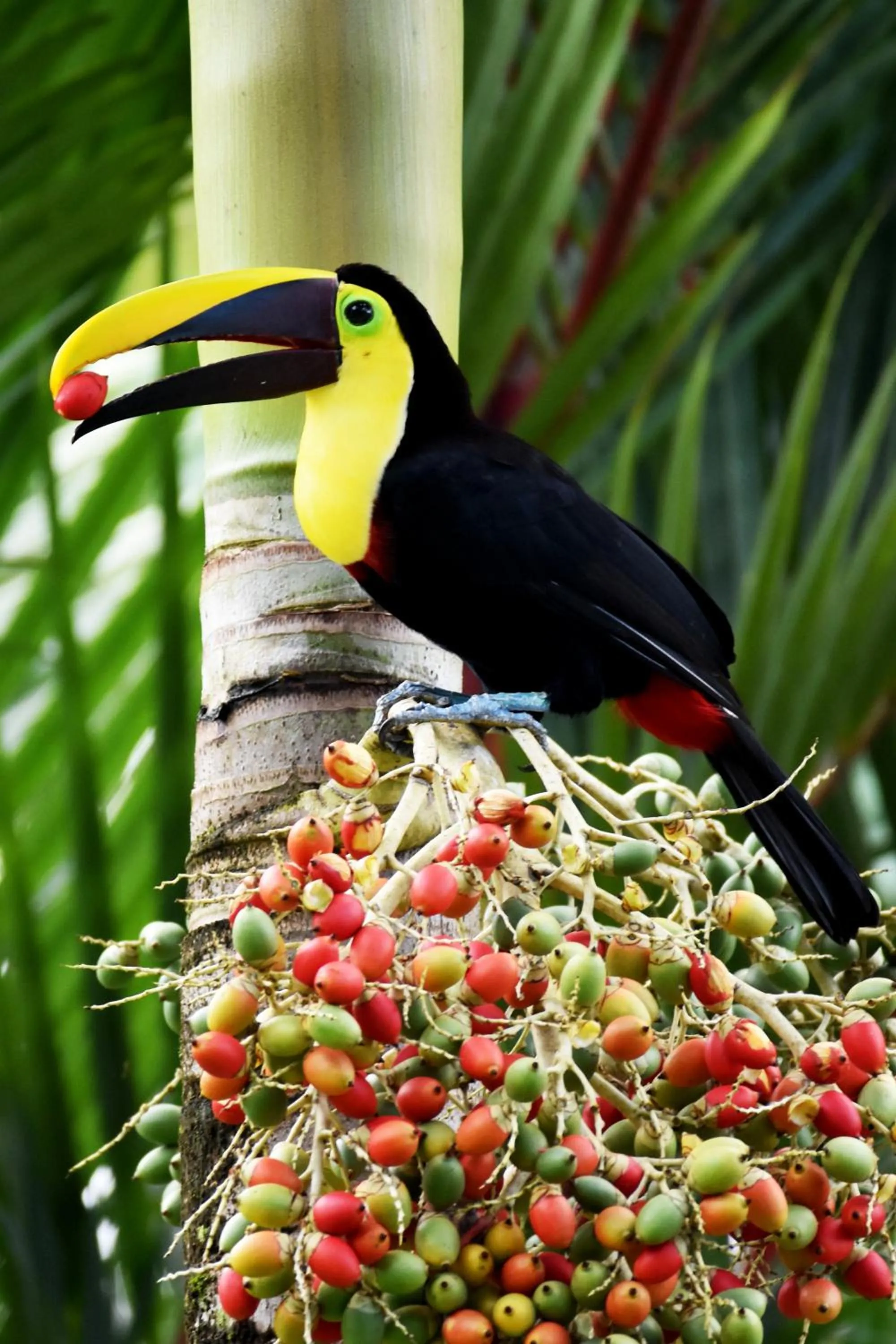 Bird's eye view in Hotel Arenal Country Inn