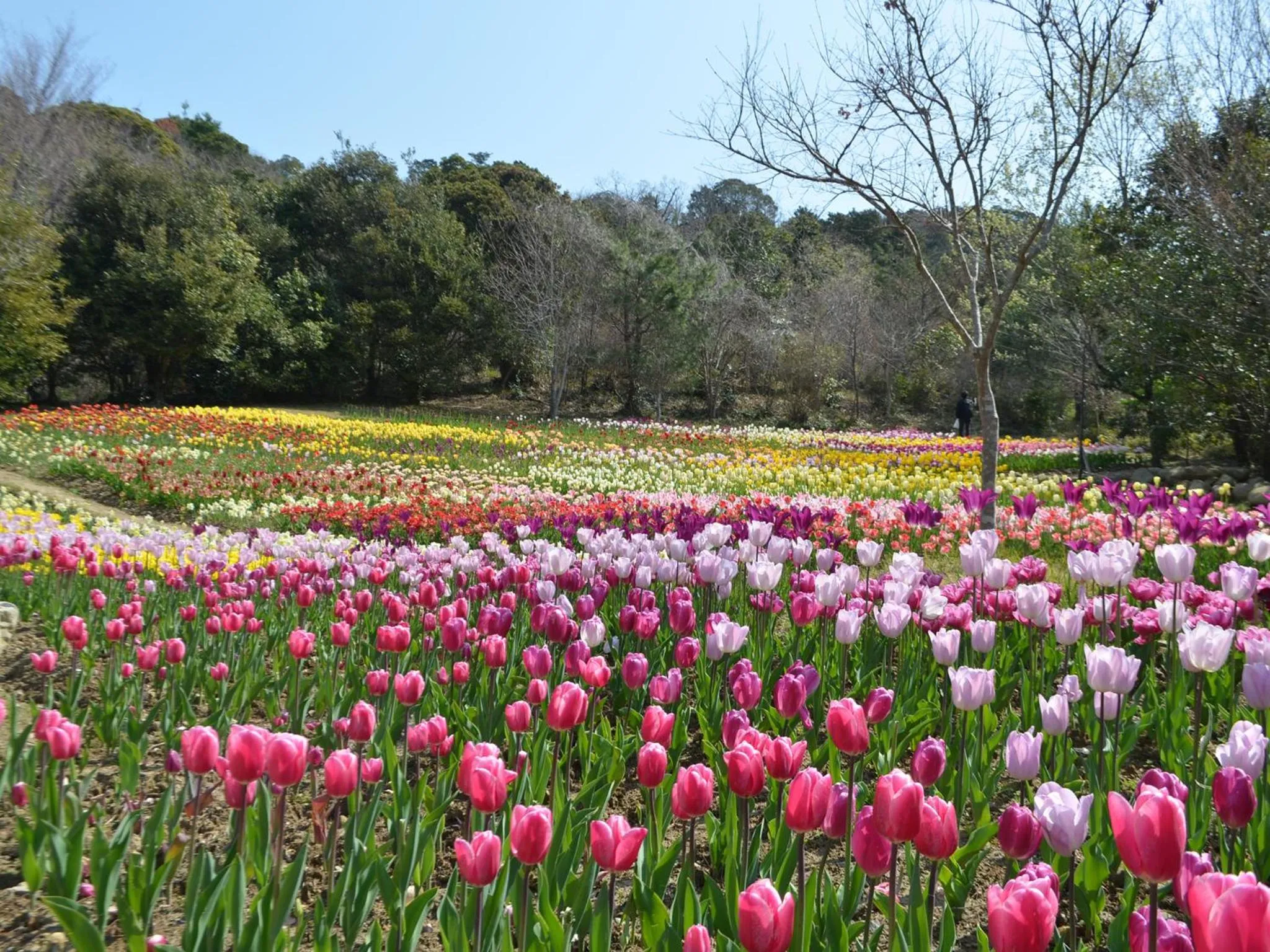 Nearby landmark in The Crown Palais New Hankyu Kochi