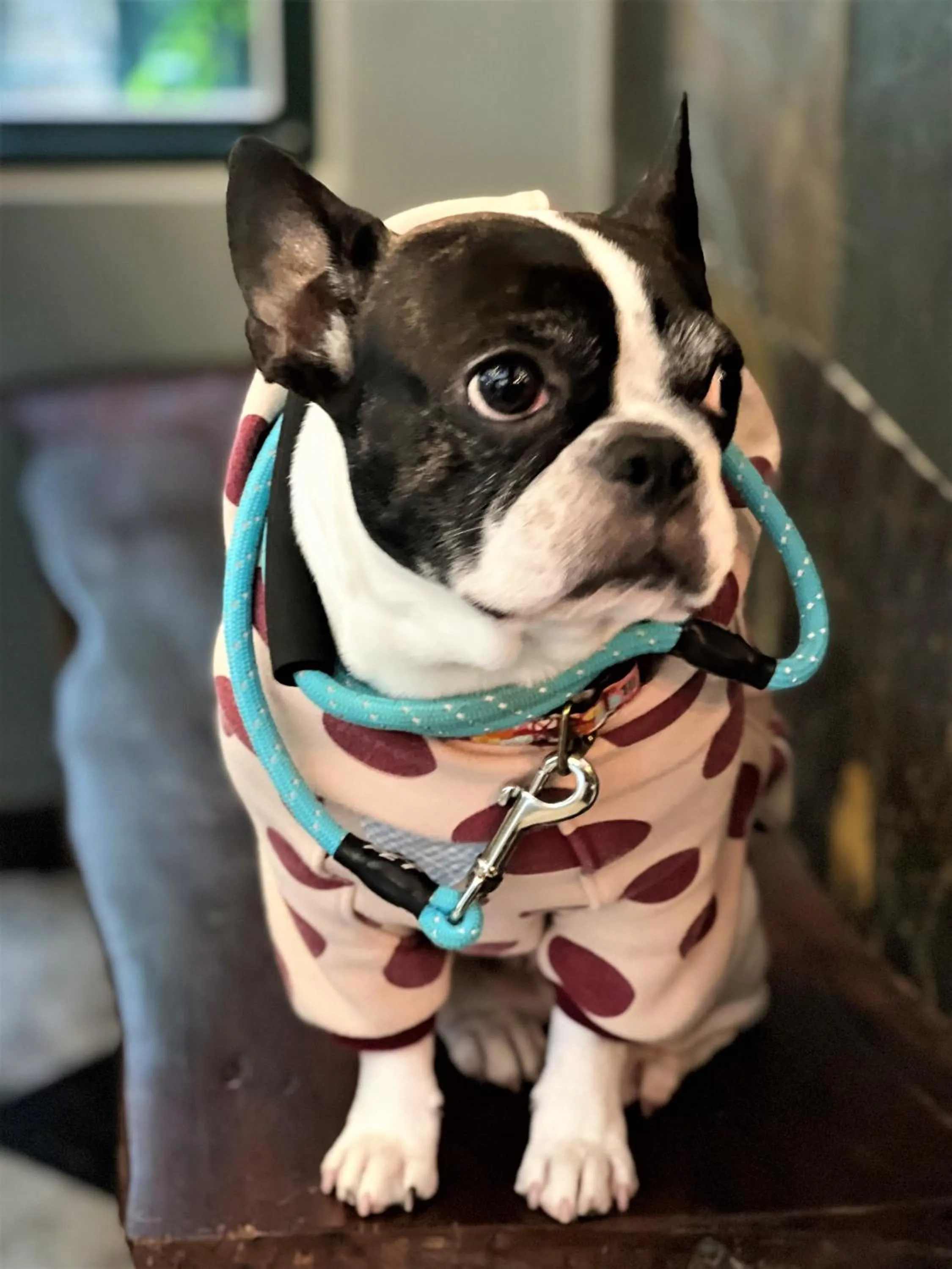 Animals in Blue Owl-Hualien No 2396-2397-2398-2399