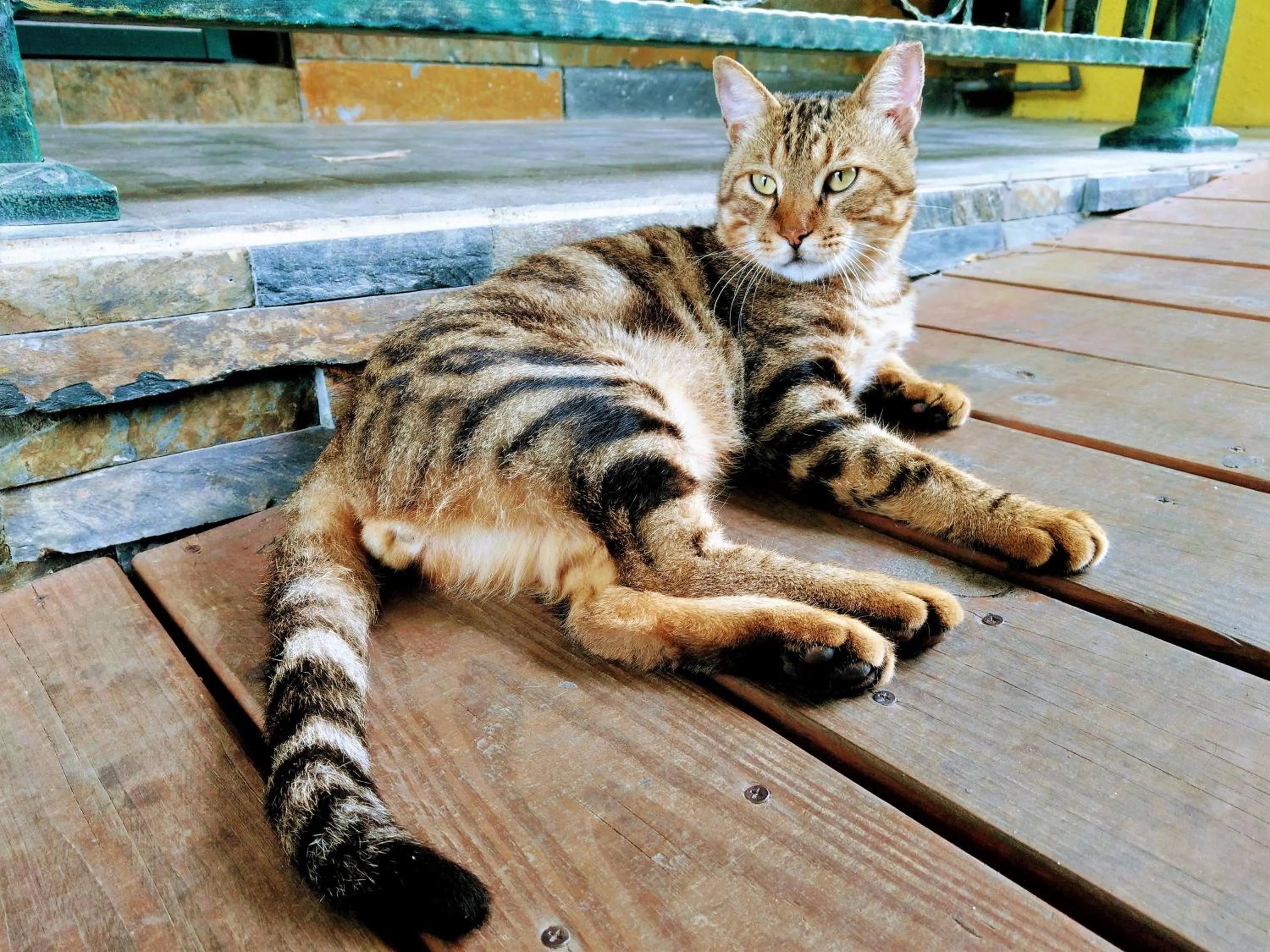 Animals in Blue Owl-Hualien No 2396-2397-2398-2399