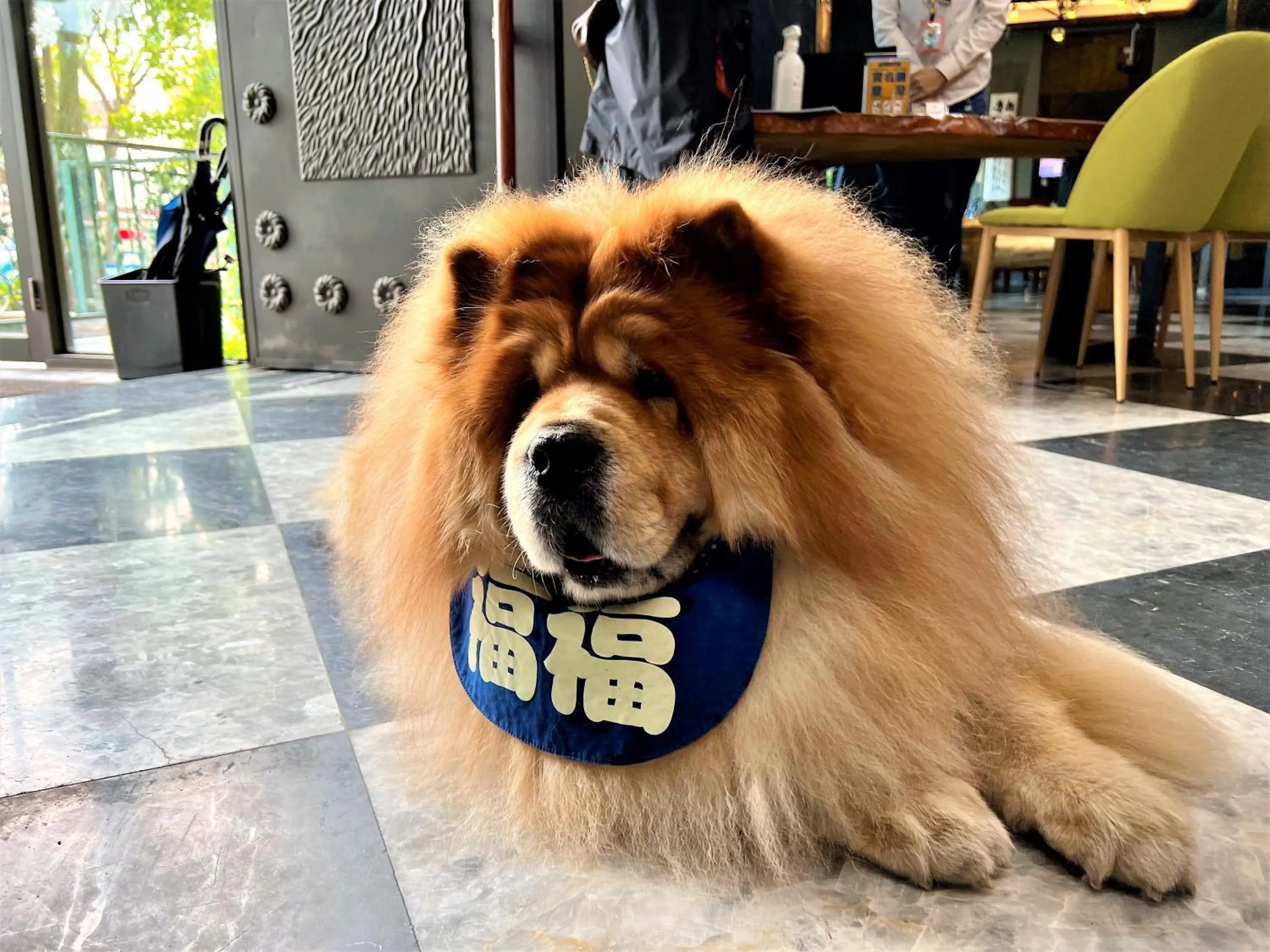 Animals in Blue Owl-Hualien No 2396-2397-2398-2399