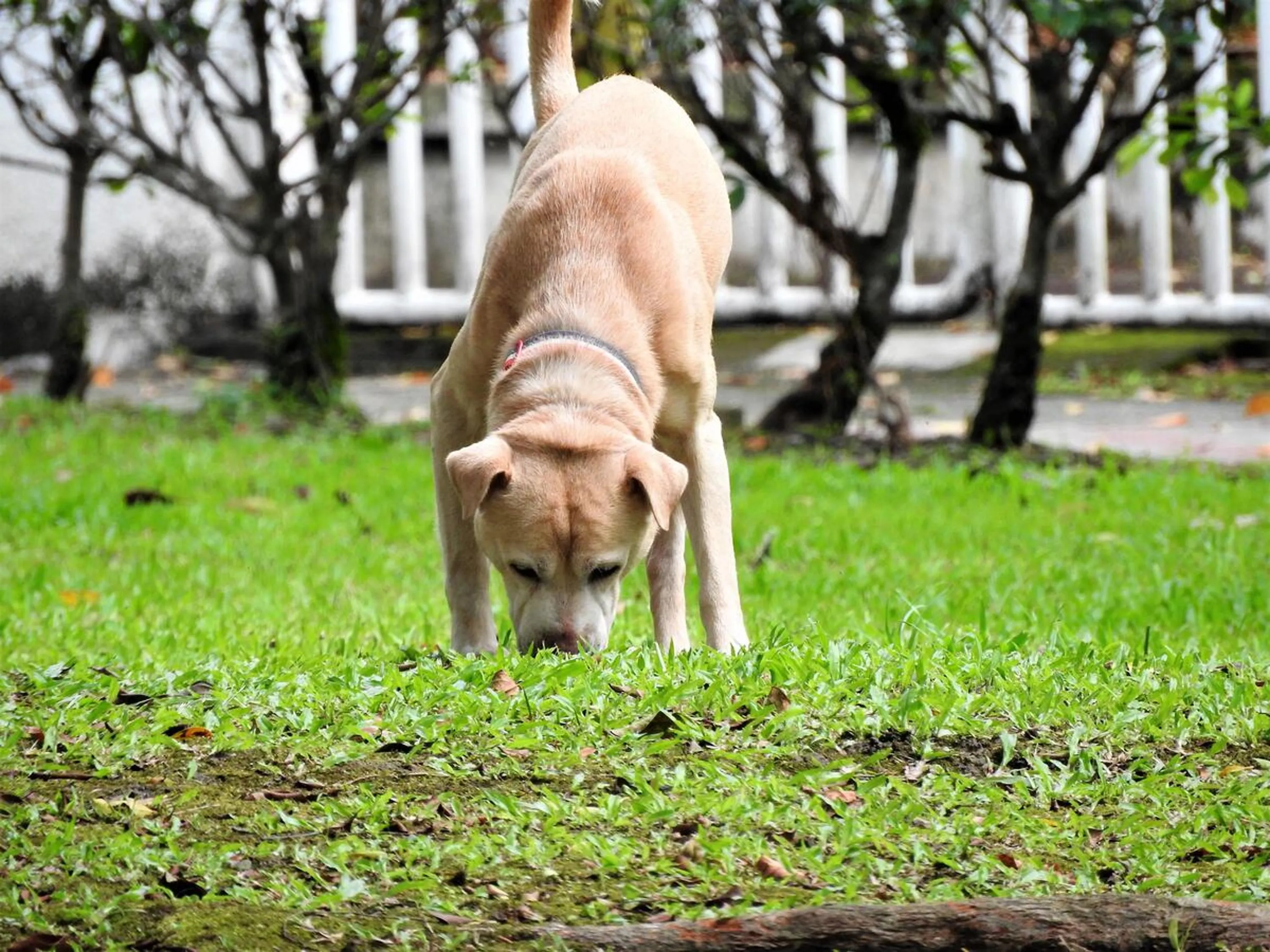 Animals in Blue Owl-Hualien No 2396-2397-2398-2399