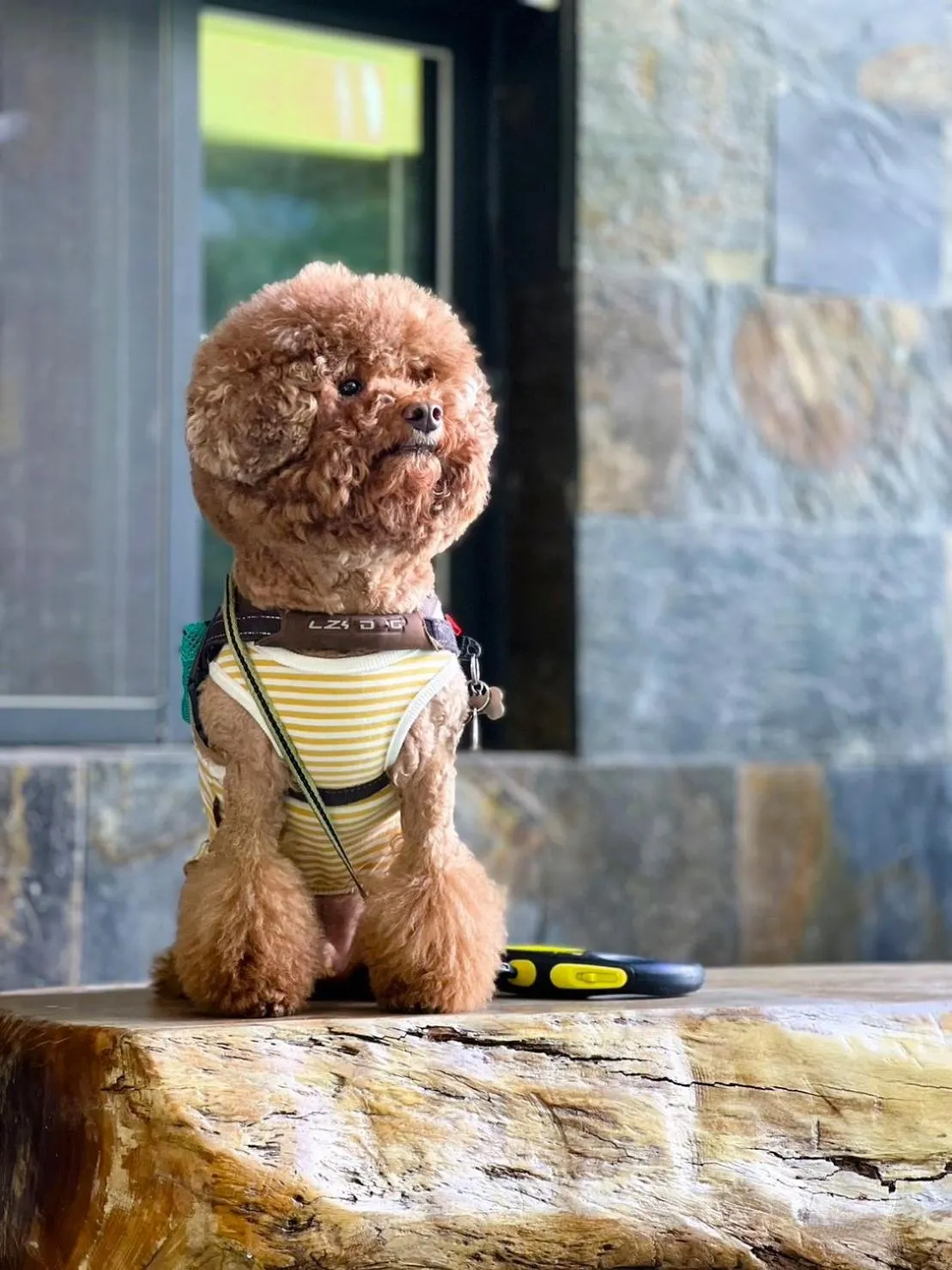 Pets in Blue Owl-Hualien No 2396-2397-2398-2399