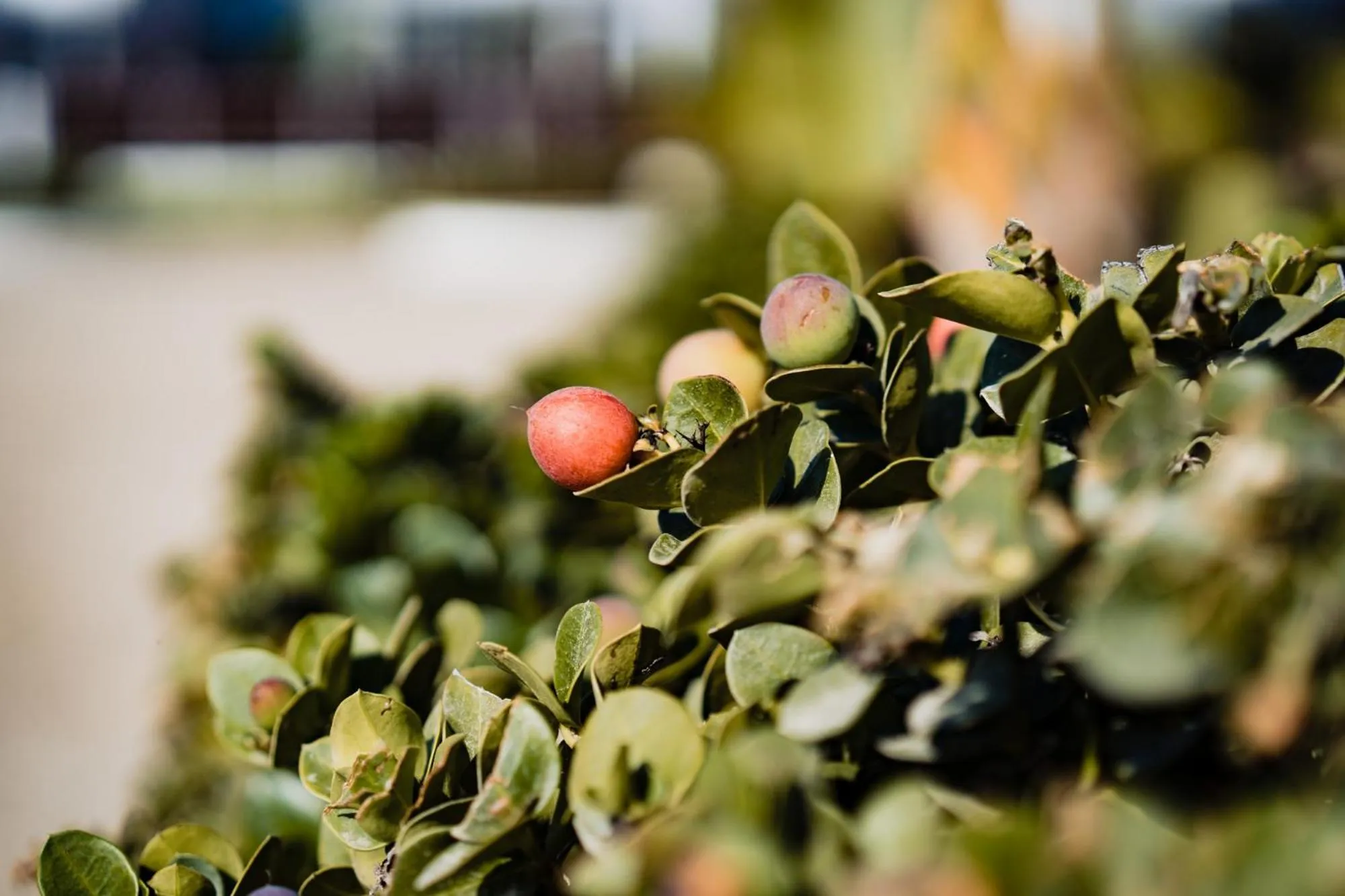 Natural landscape in Atlantis Gardens
