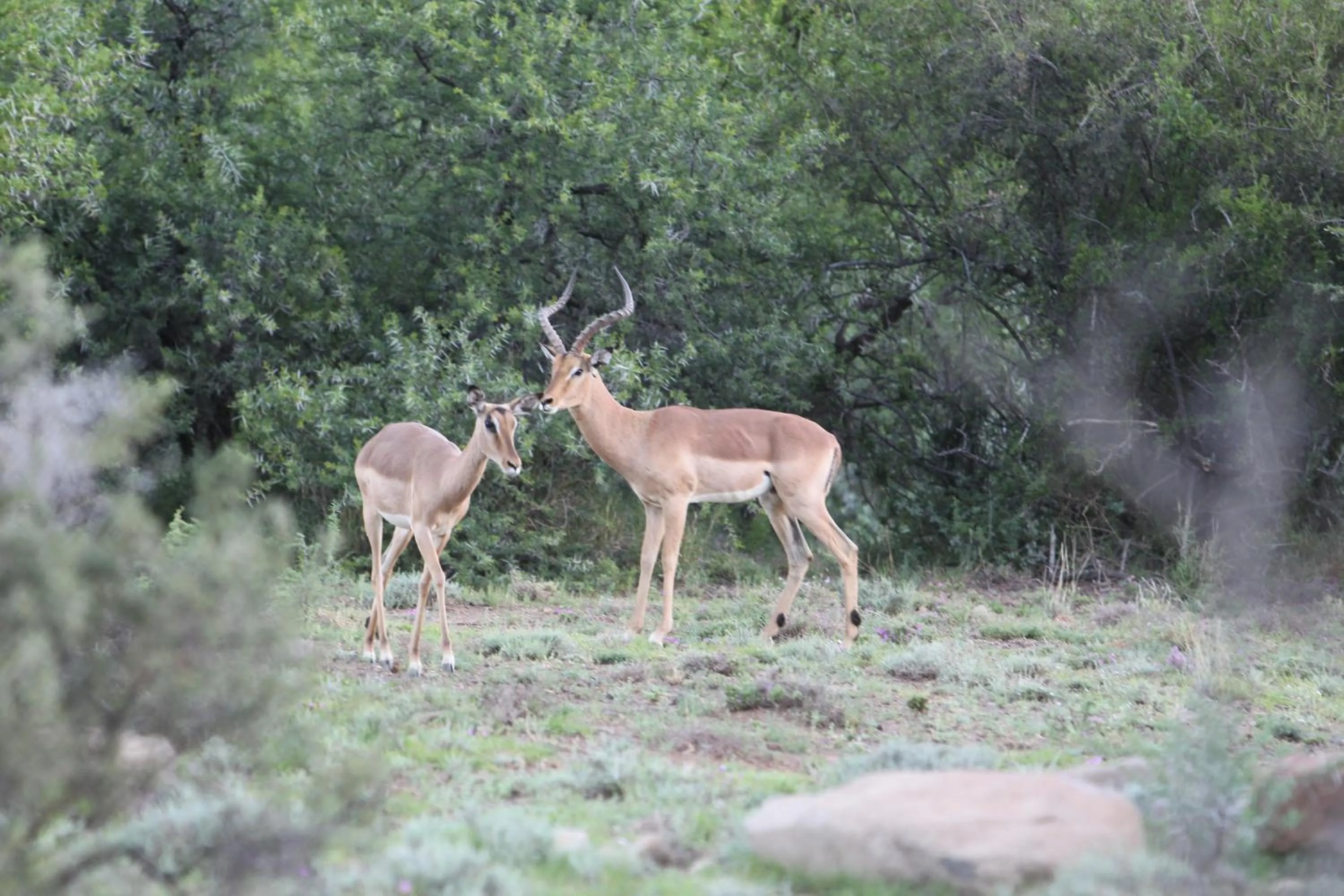 Animals in Ko Ka Tsara Bush Camp