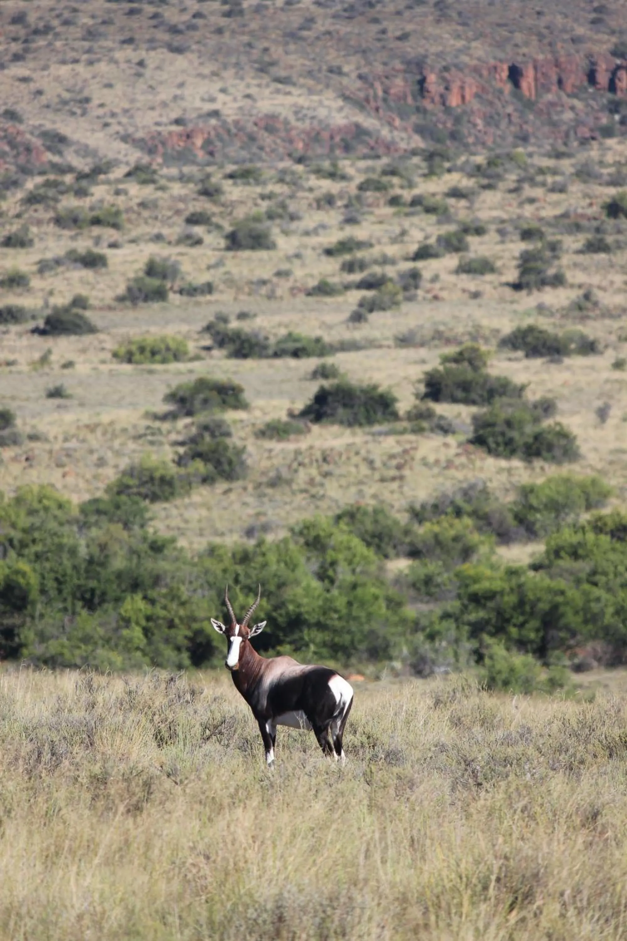 Animals in Ko Ka Tsara Bush Camp