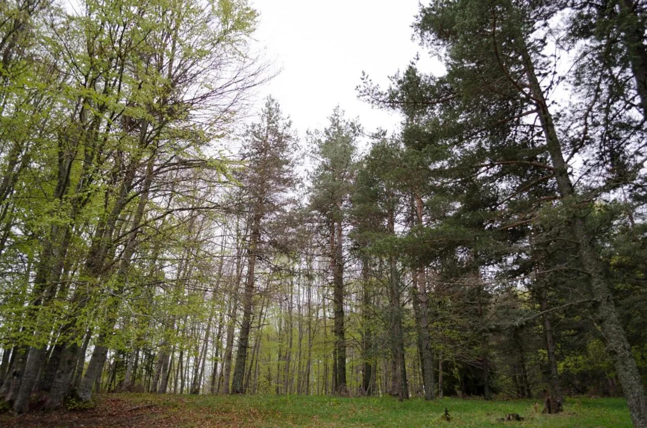 Natural landscape in Petrini Gonia