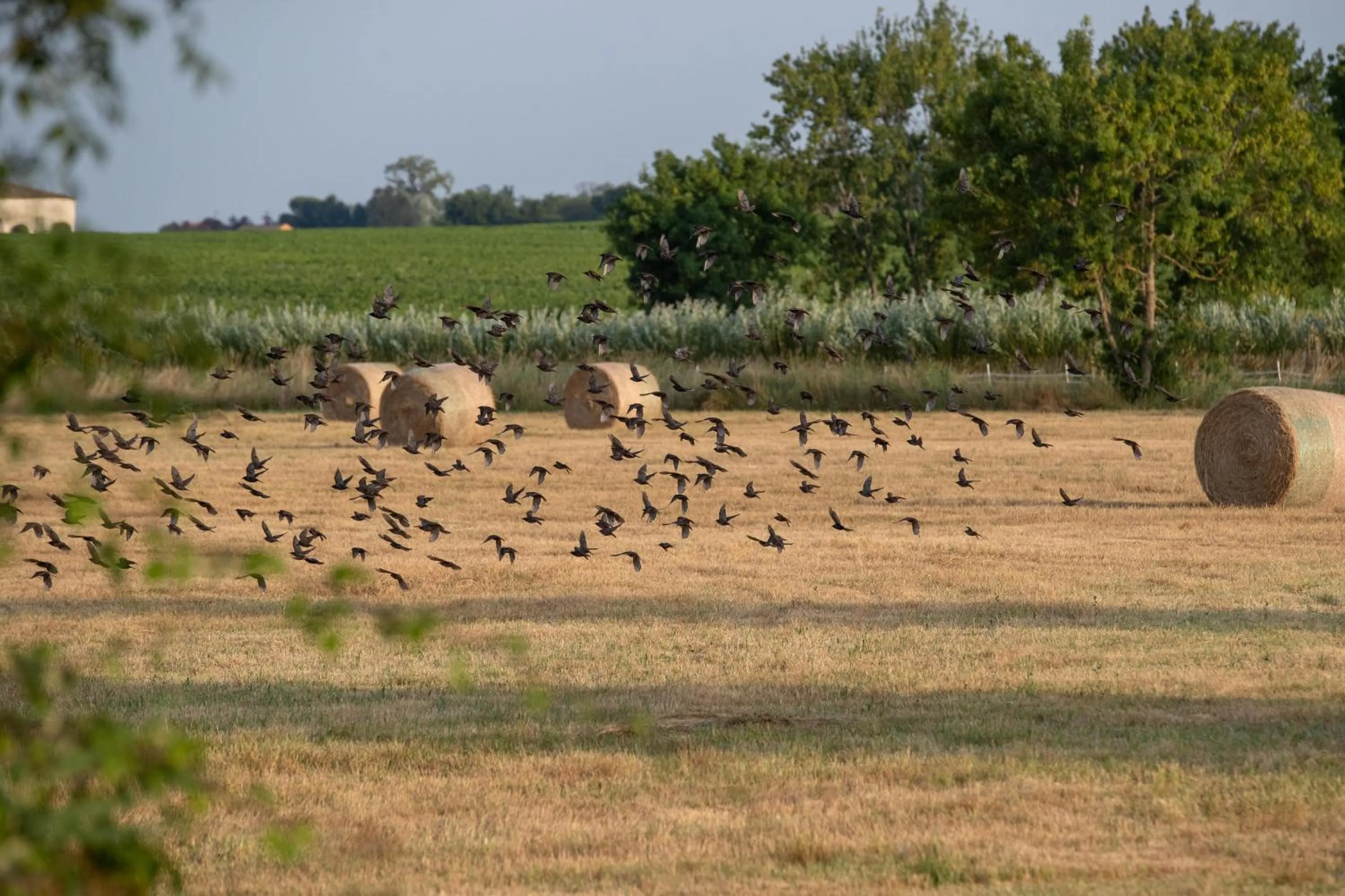 La Maison d'Estournel