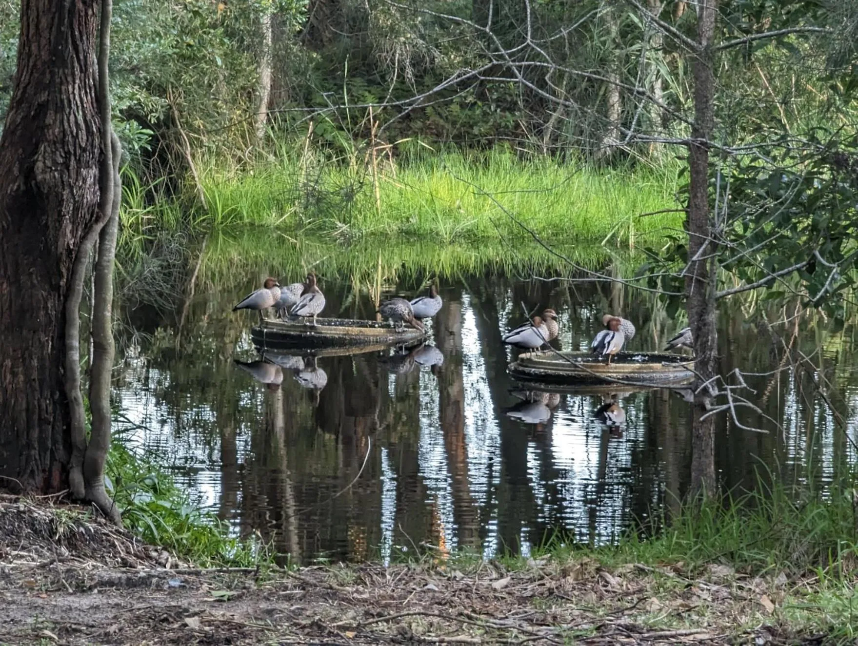 Garden in The Oasis at One Mile Beach