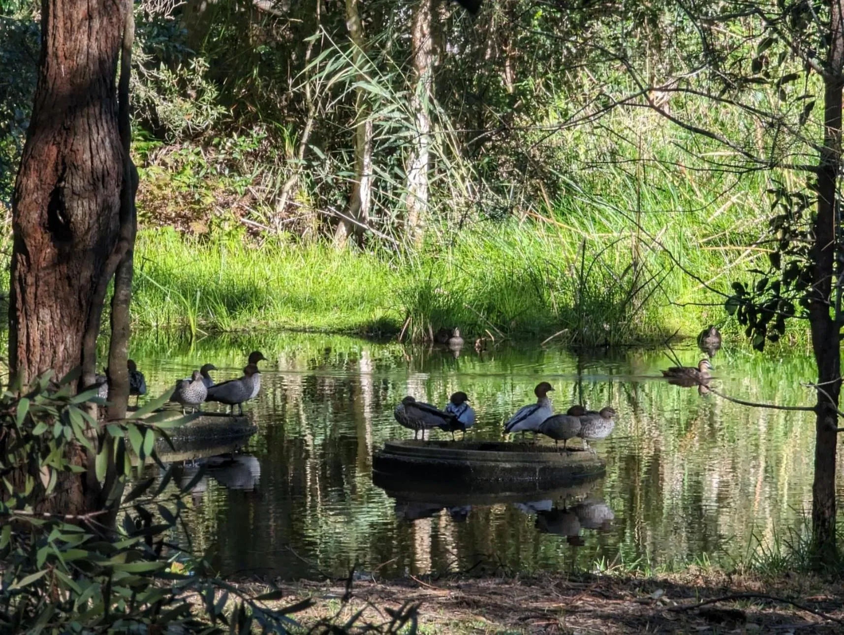 Natural landscape in The Oasis at One Mile Beach
