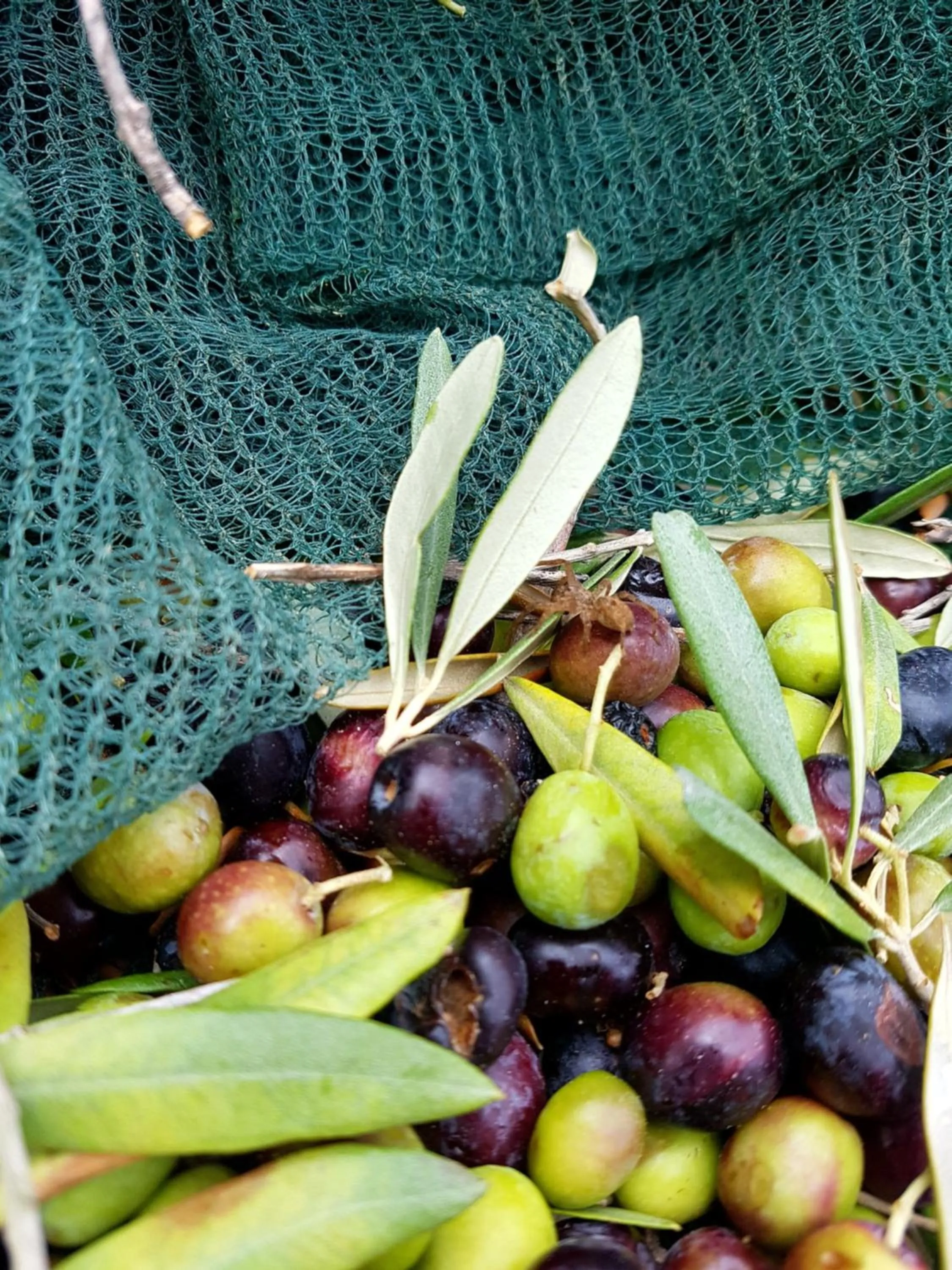 Natural landscape in Dimora Acqua del Fico