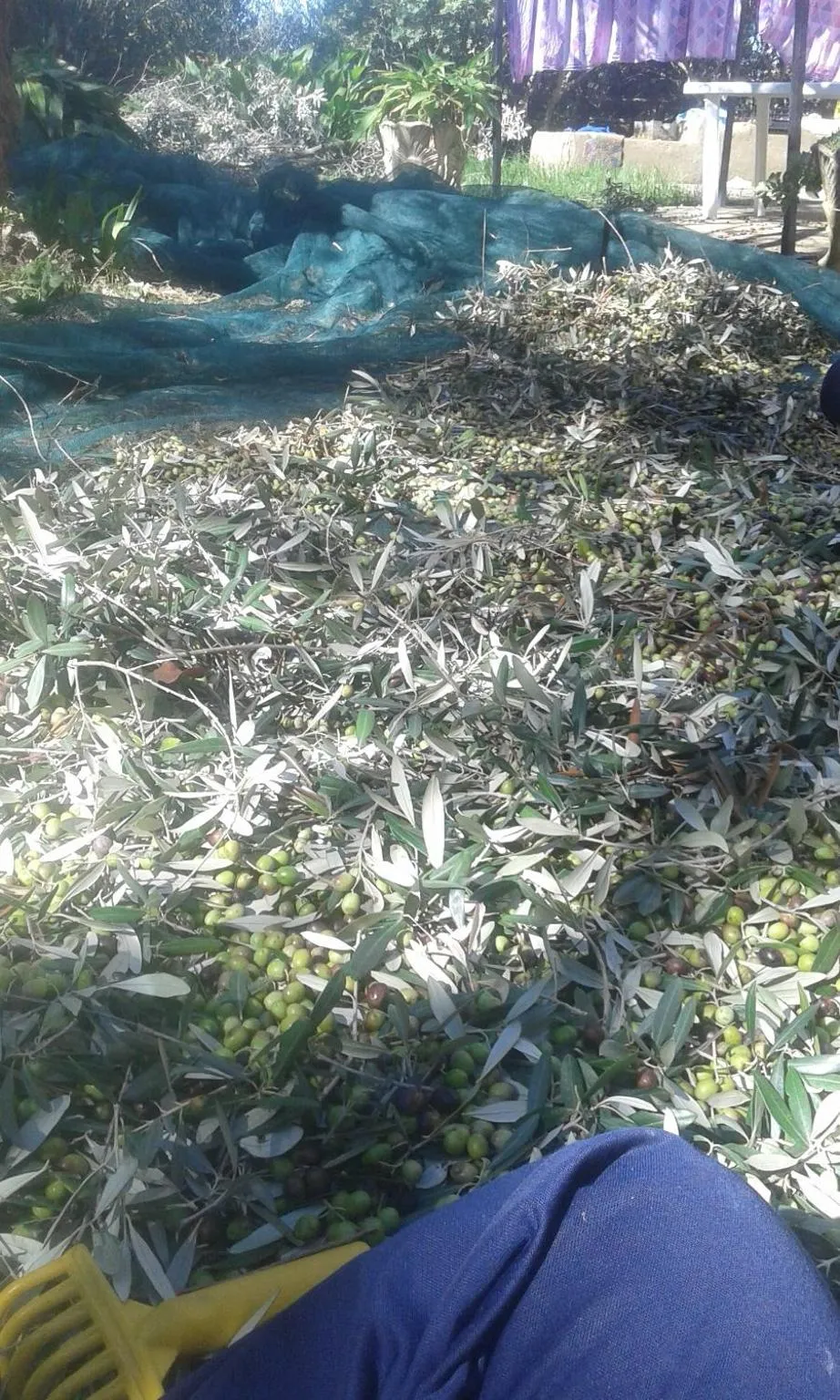 Natural landscape in Dimora Acqua del Fico