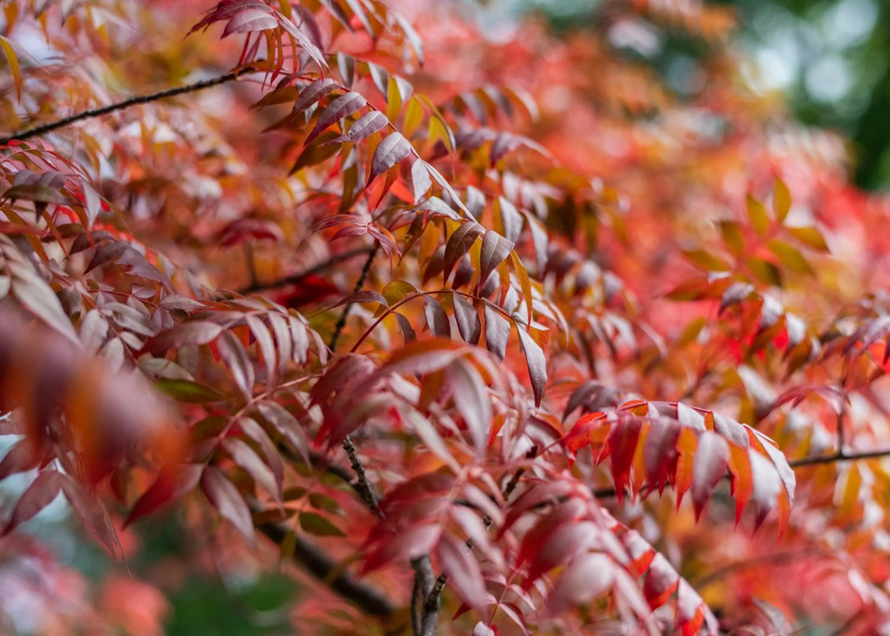 Decorative detail in Inn at Sugar Pine Ranch