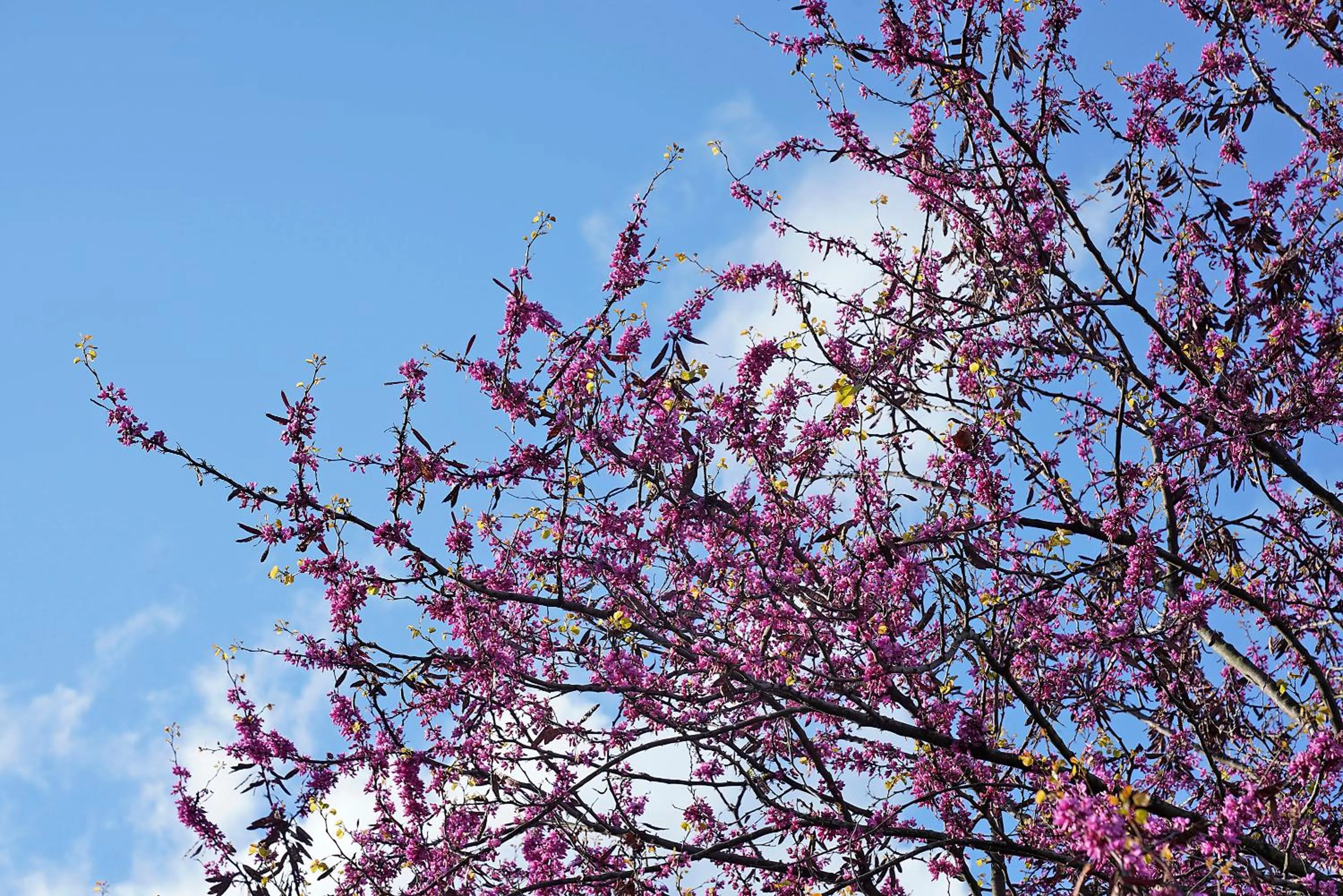 Spring in Il Chiostrino