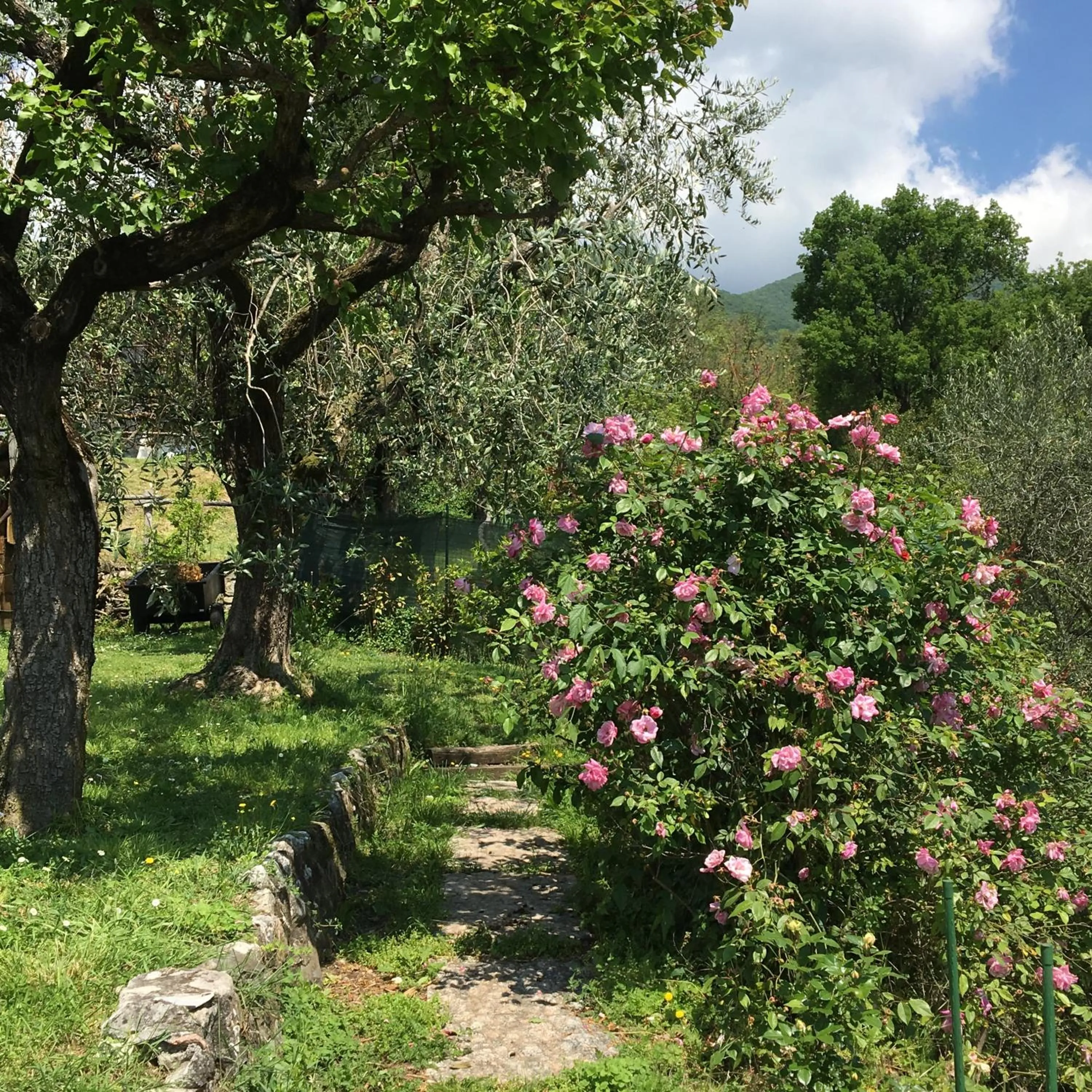Garden in Il Chiostrino