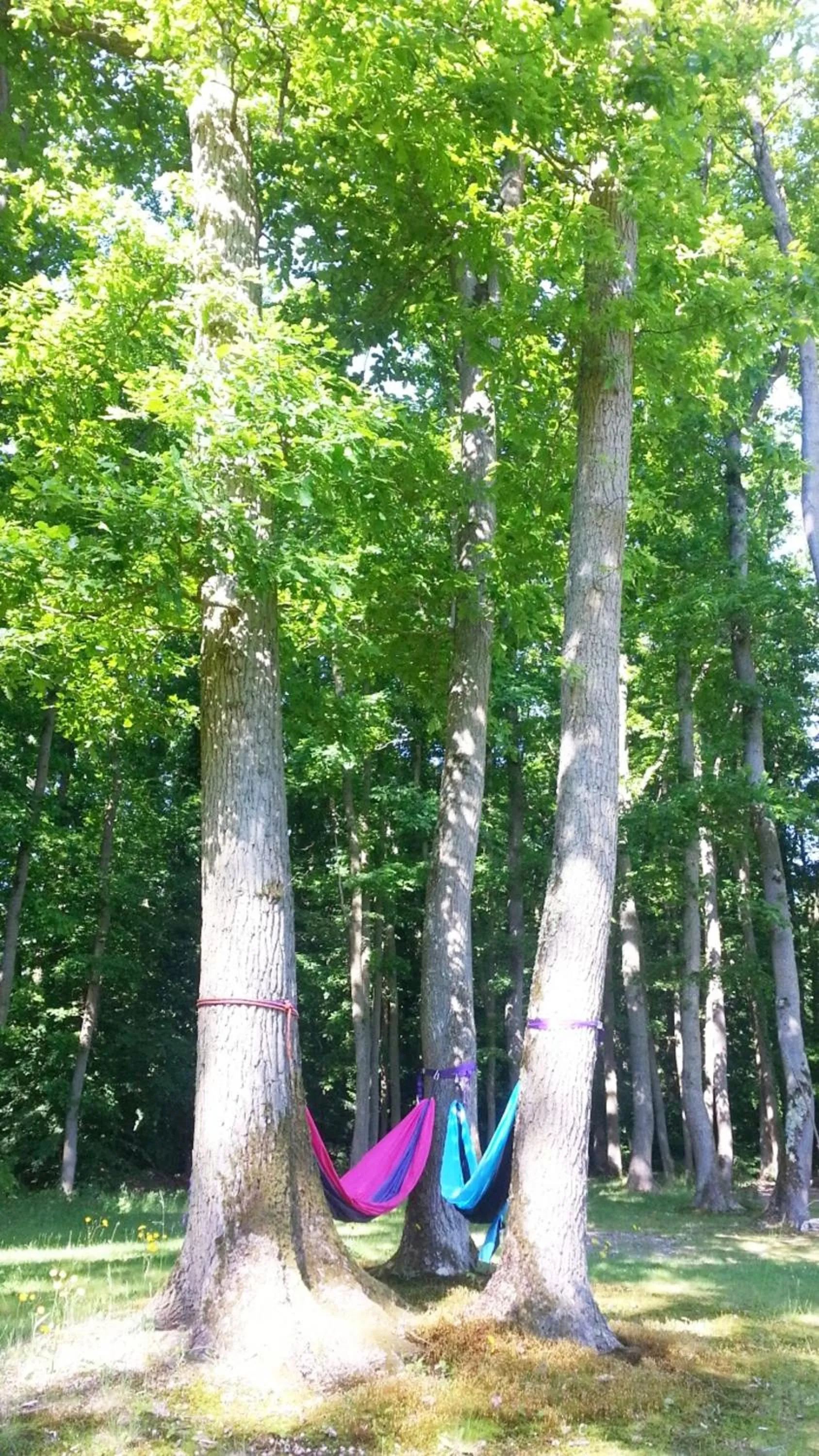 Garden in Le Grand Monarque