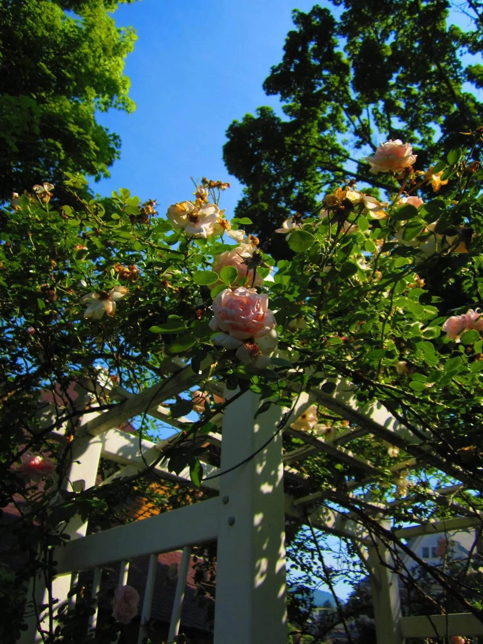 Spring in The Queen, A Victorian Bed & Breakfast