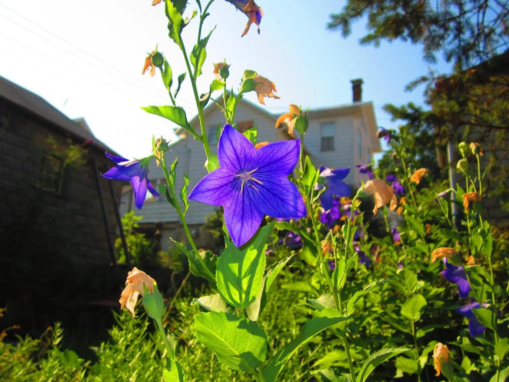 Garden in The Queen, A Victorian Bed & Breakfast