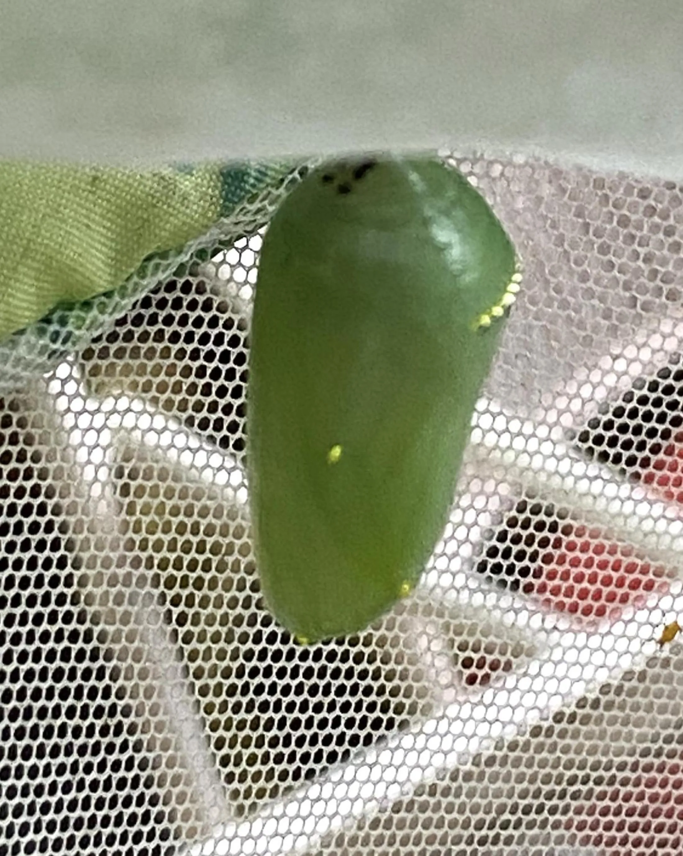 Spring in The Queen, A Victorian Bed & Breakfast