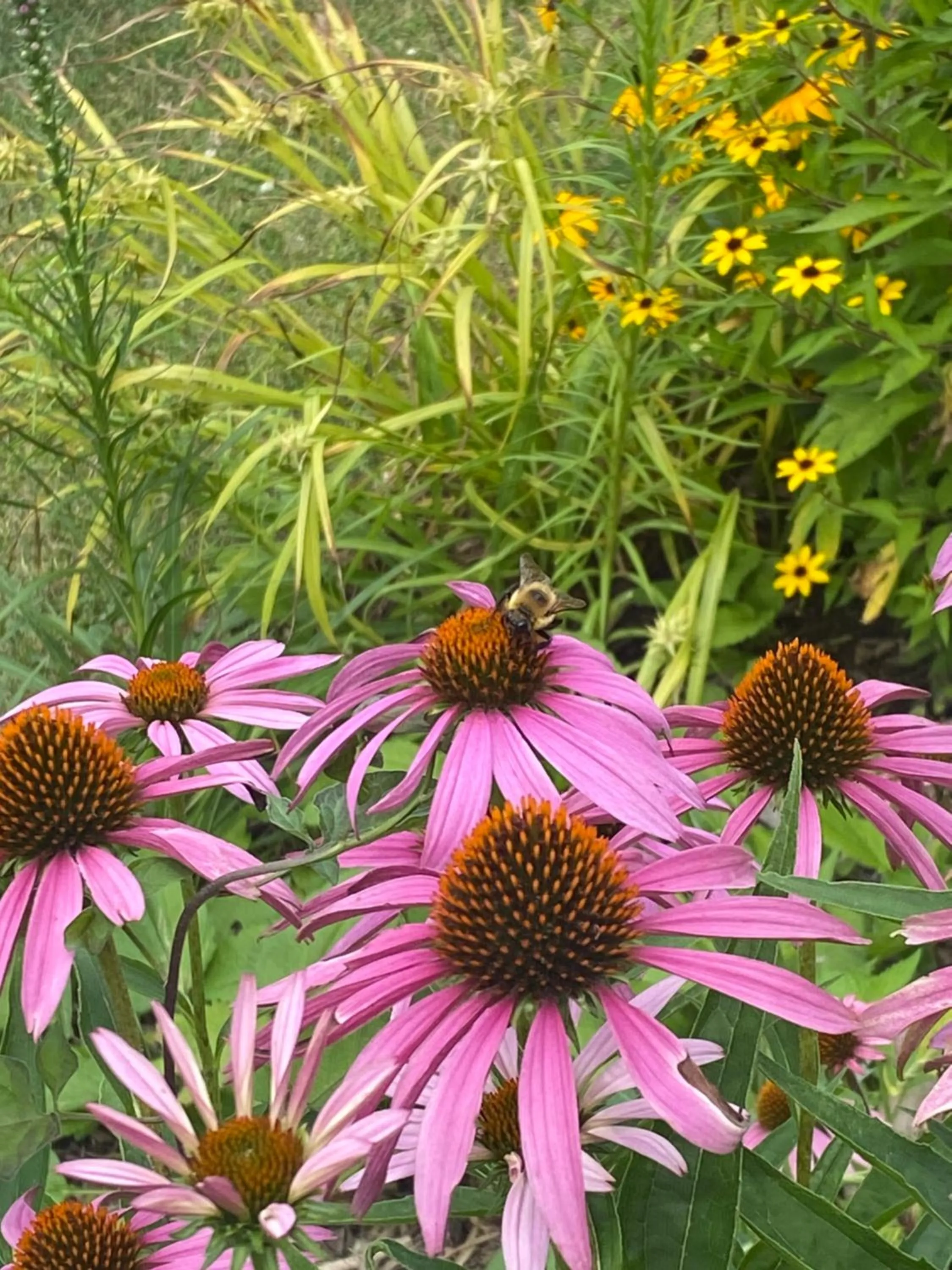Garden in The Queen, A Victorian Bed & Breakfast