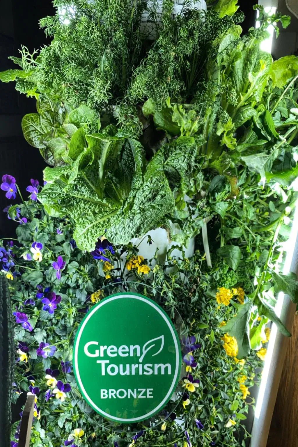 Garden in The Queen, A Victorian Bed & Breakfast