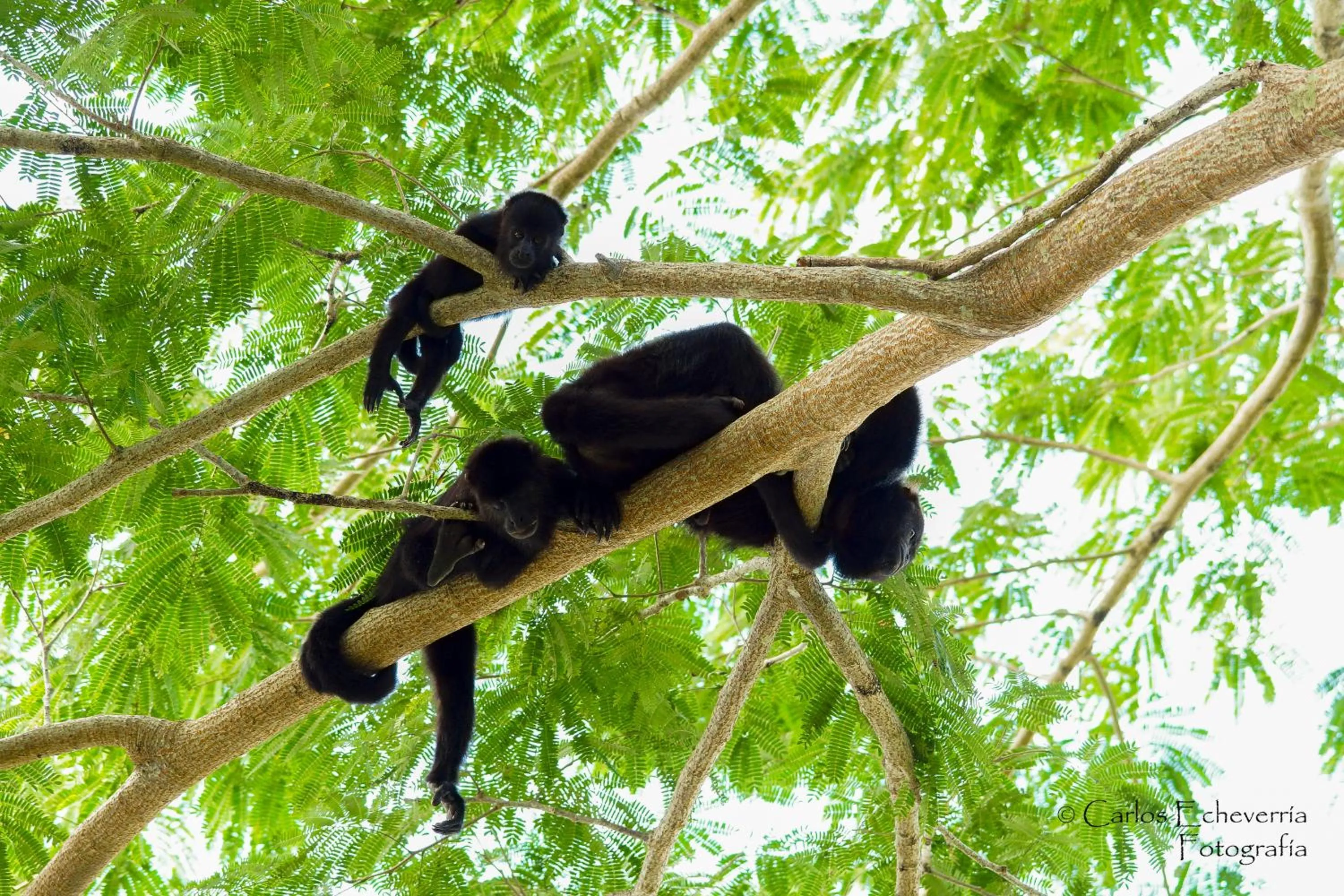 Animals in Hotel Jaguar Inn Tikal