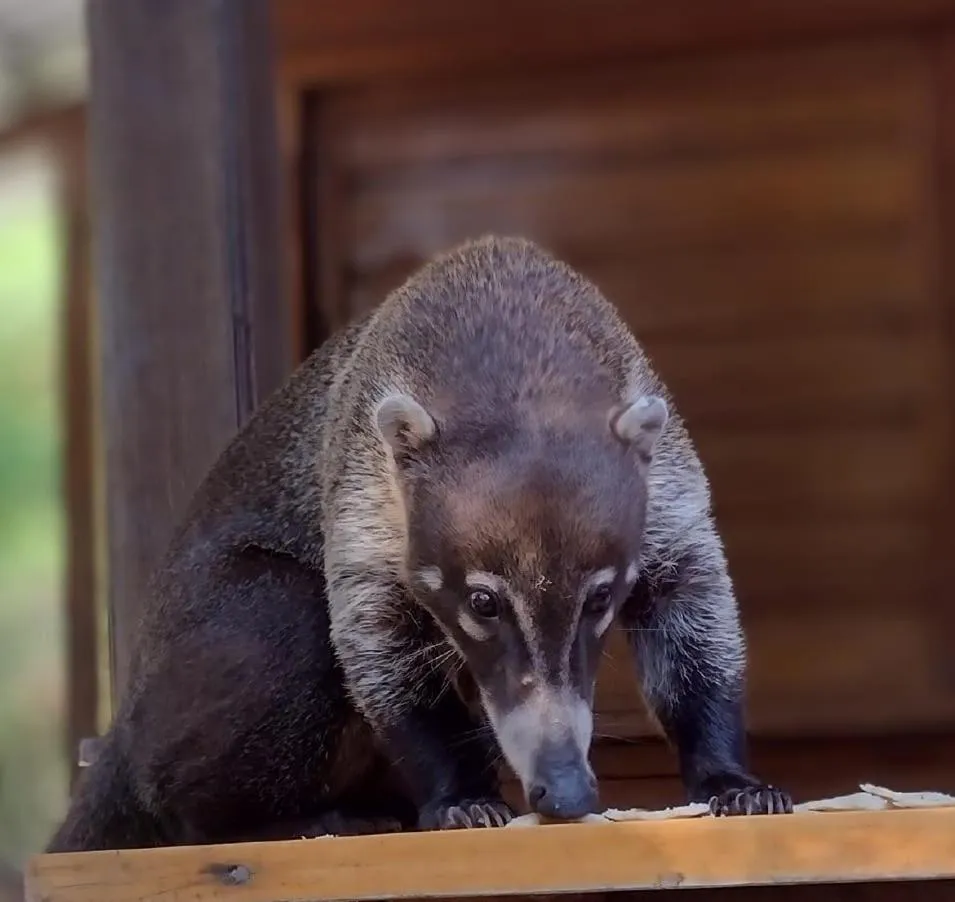 Restaurant/places to eat in Hotel Jaguar Inn Tikal